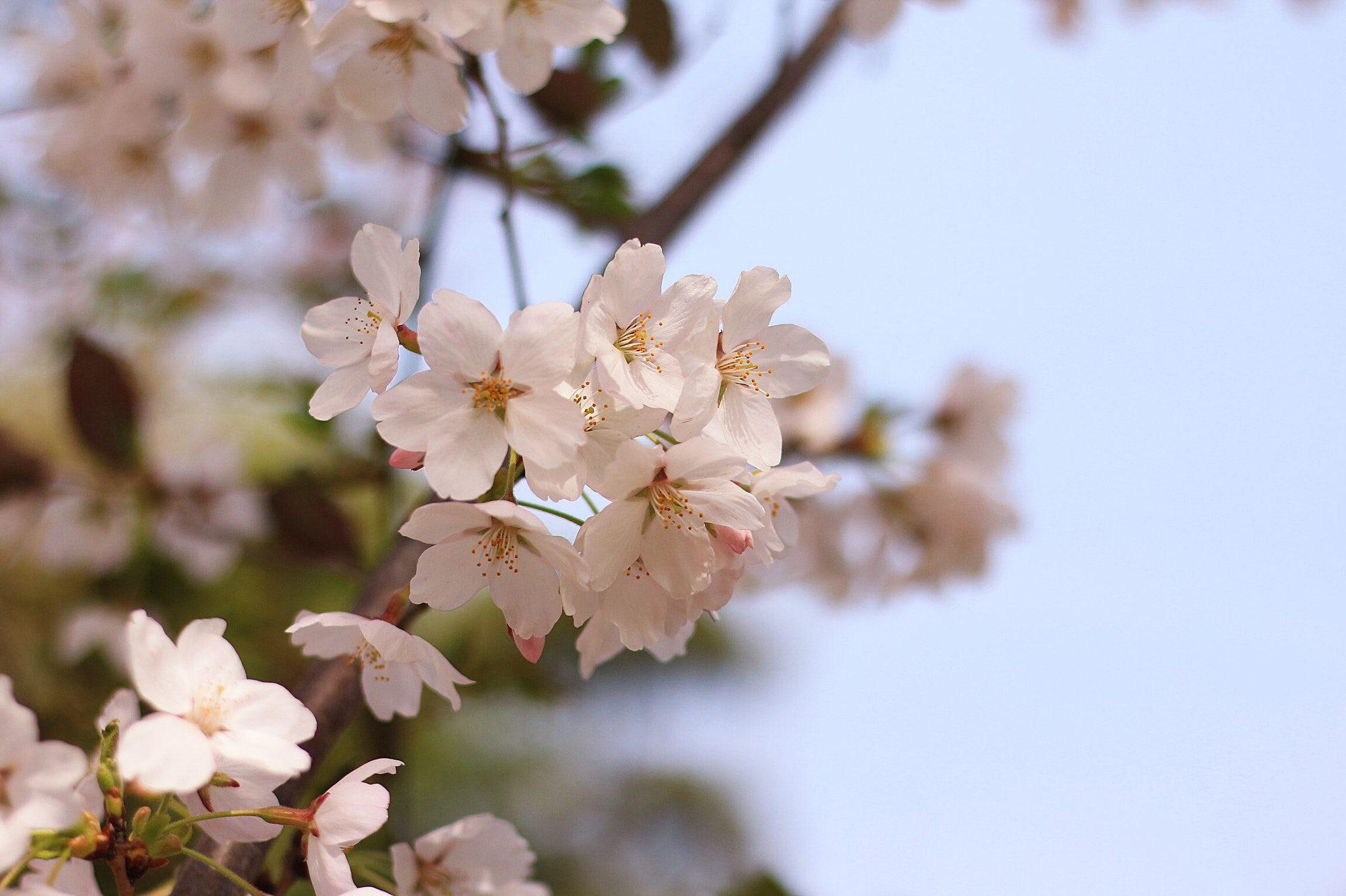 Canon EOS M sample photo. Someiyoshino photography