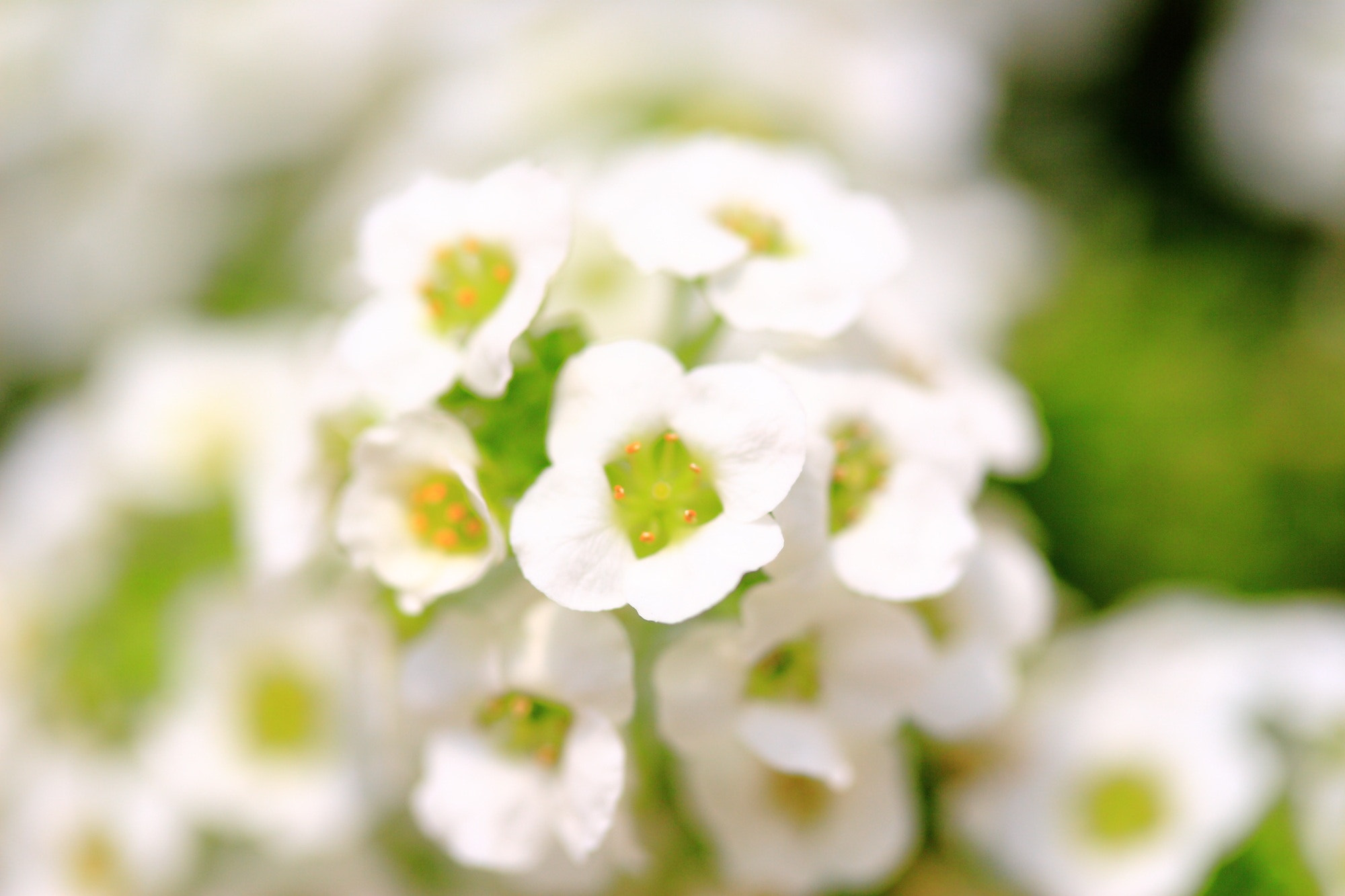 Canon EF-S 60mm F2.8 Macro USM sample photo