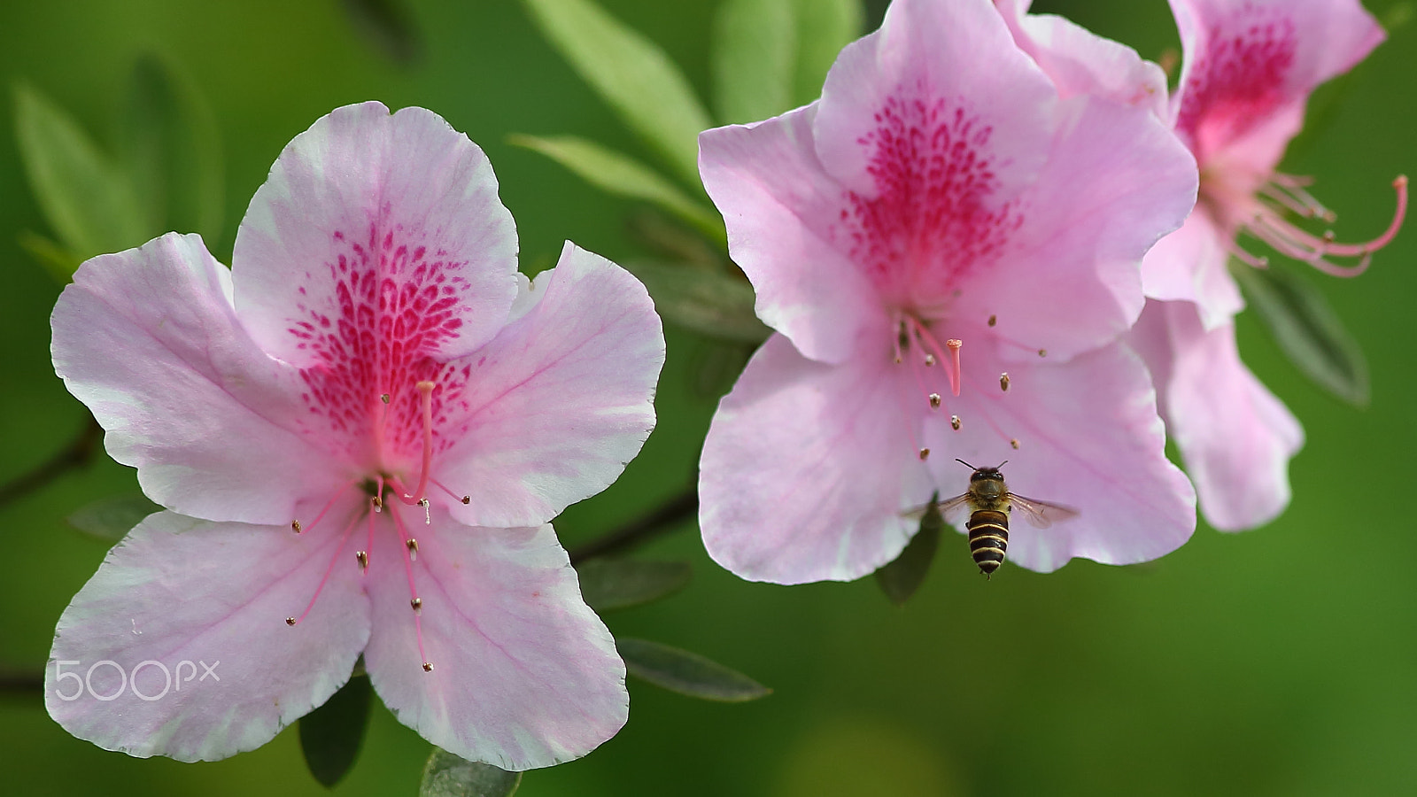 Canon EF 300mm F4L IS USM sample photo. Bs3p1034.jpg photography