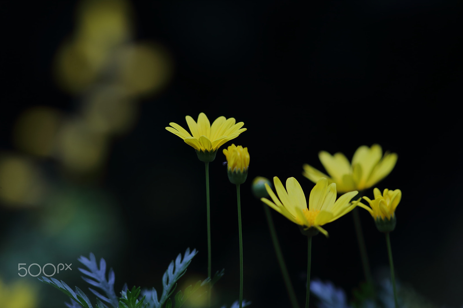 Canon EF 300mm F4L IS USM sample photo. Bs3p0926.jpg photography
