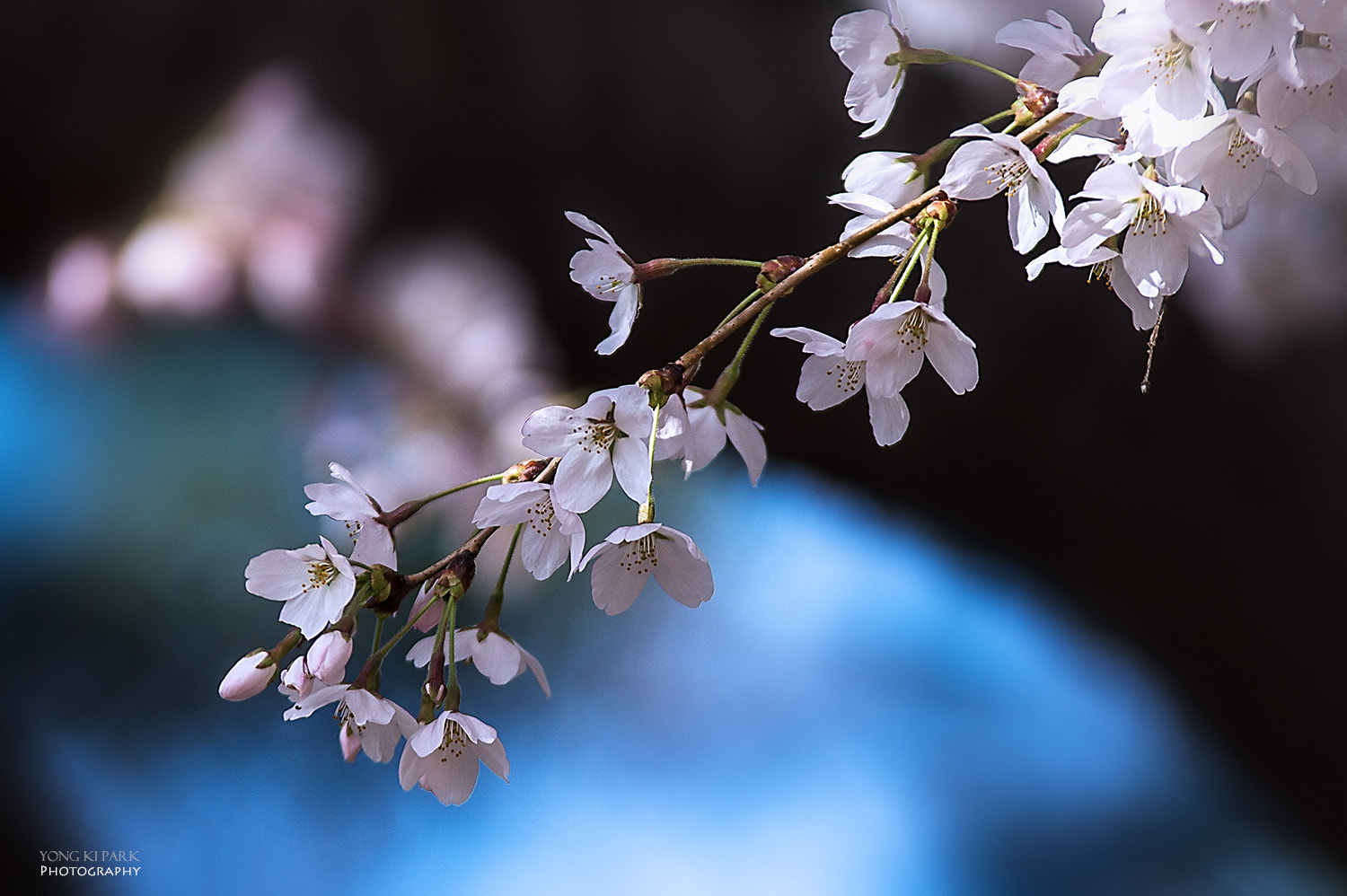 Pentax K-3 sample photo. Cherry blossom in the space photography