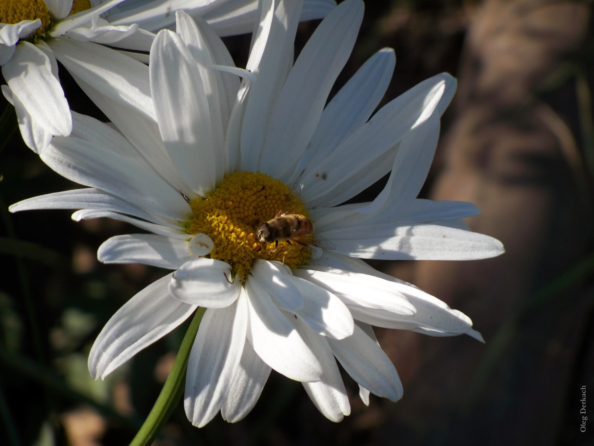 Kodak EASYSHARE Z950 DIGITAL CAMERA sample photo. Eager for the summer photography