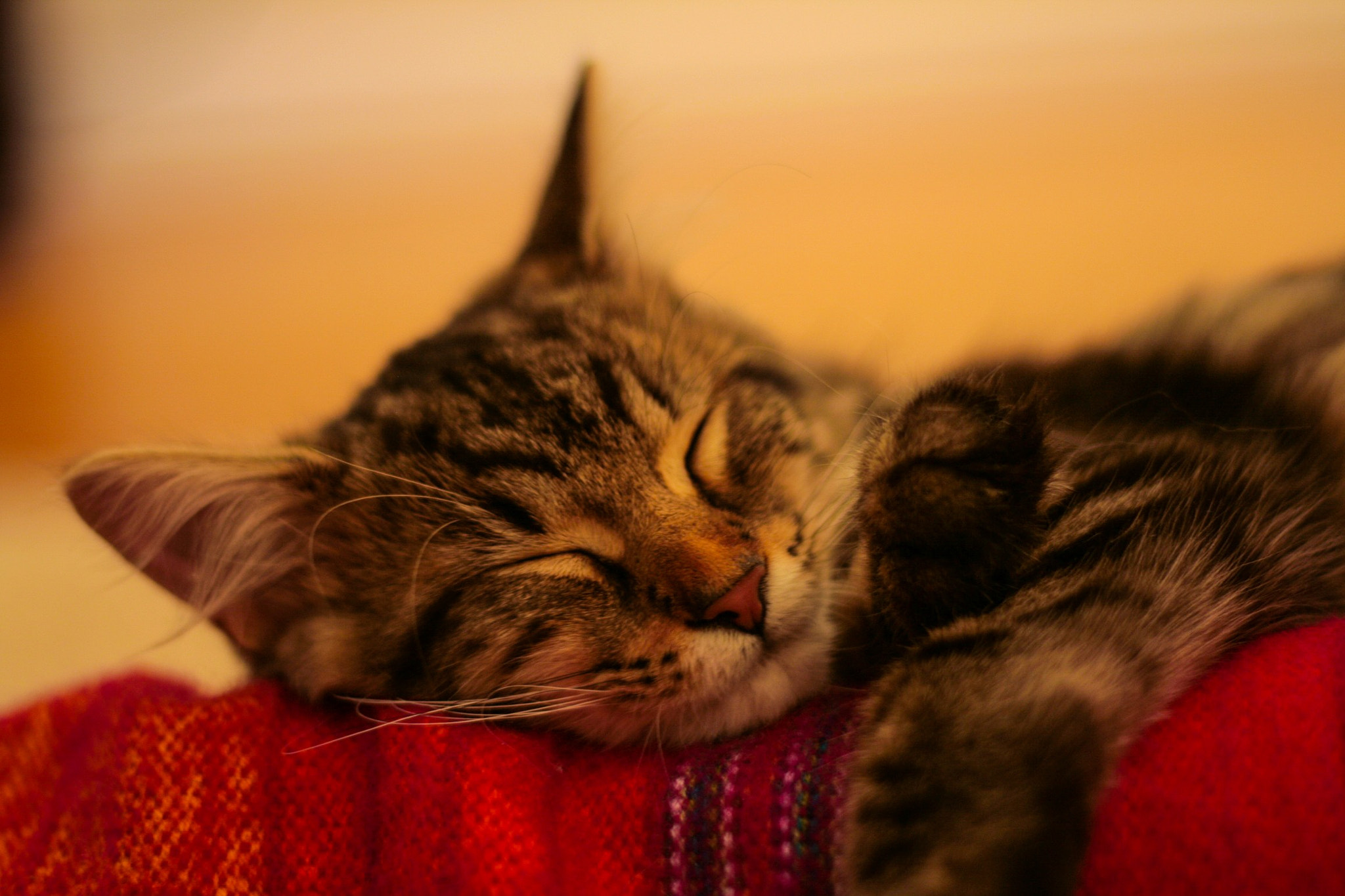 Canon EF 50mm f/1.8 sample photo
