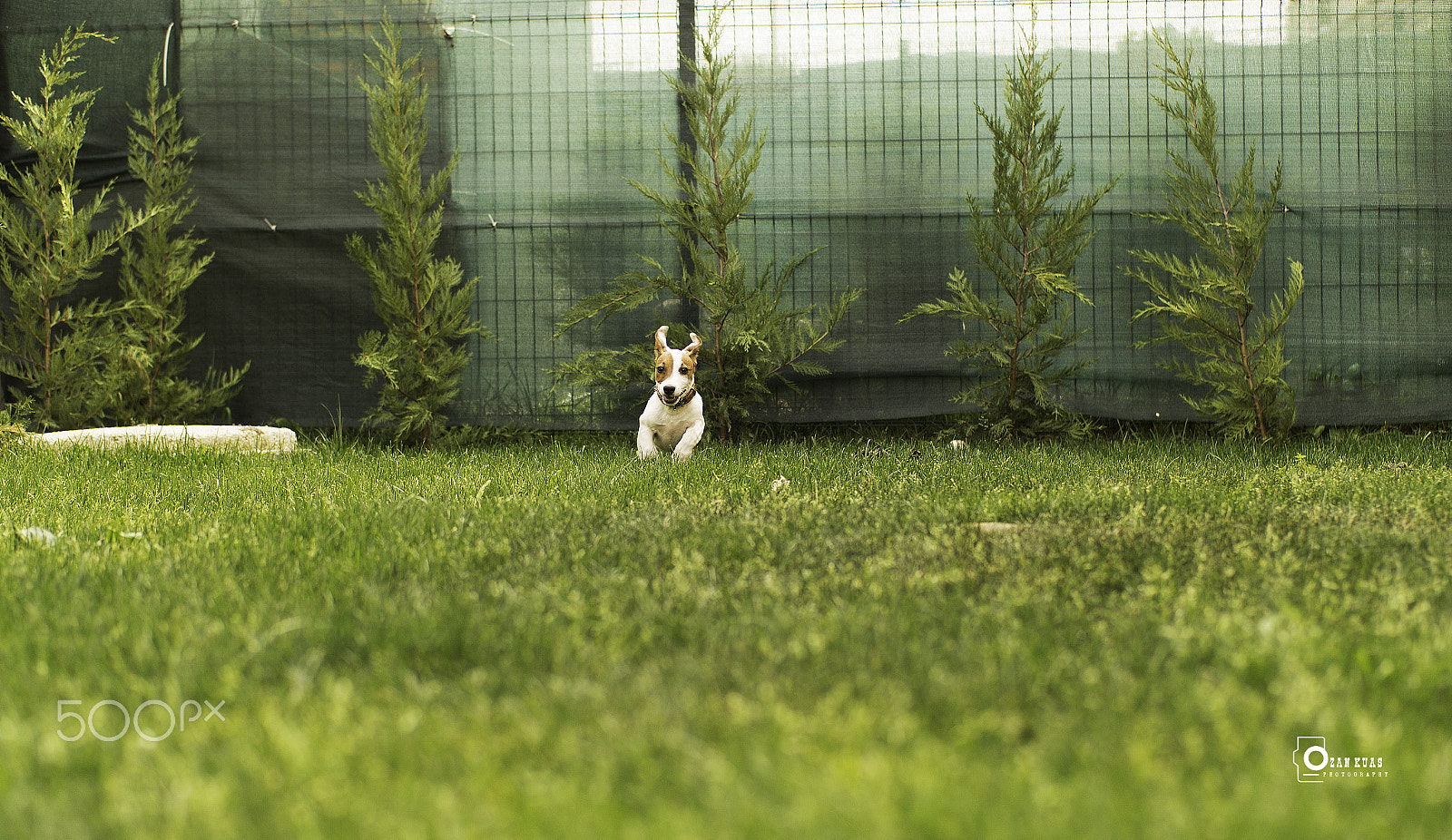 Samsung NX300 + Samsung NX 45mm F1.8 sample photo. Run jack run :) photography