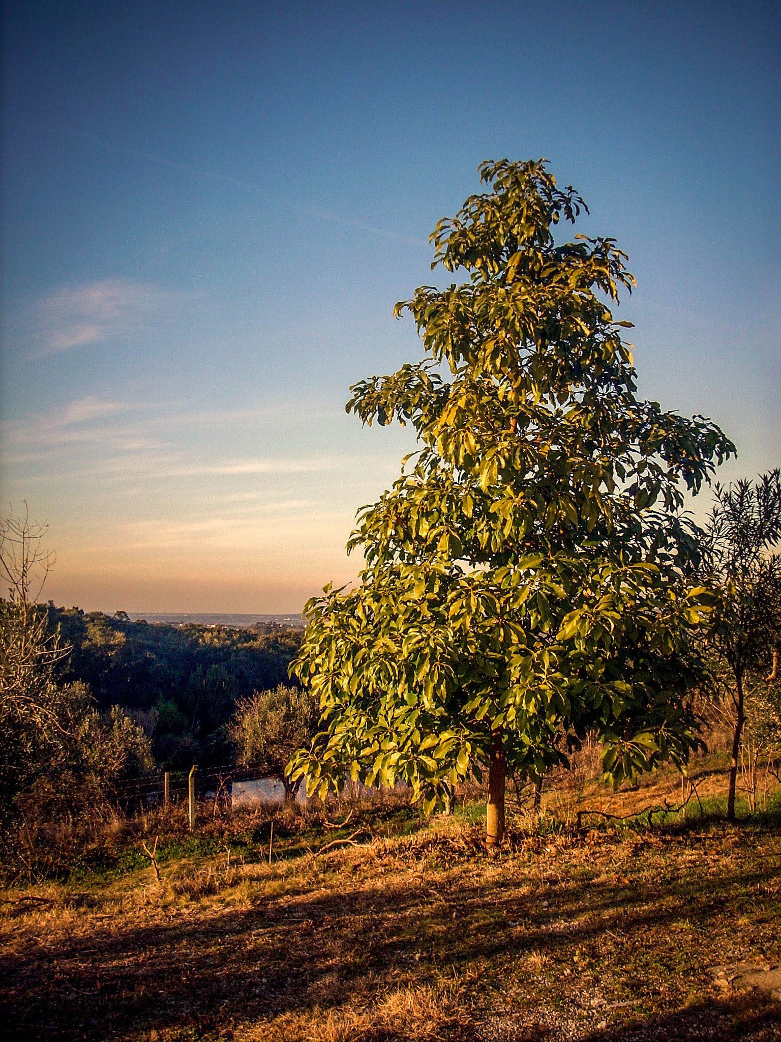 Nikon COOLPIX L10 sample photo. Orange tree photography