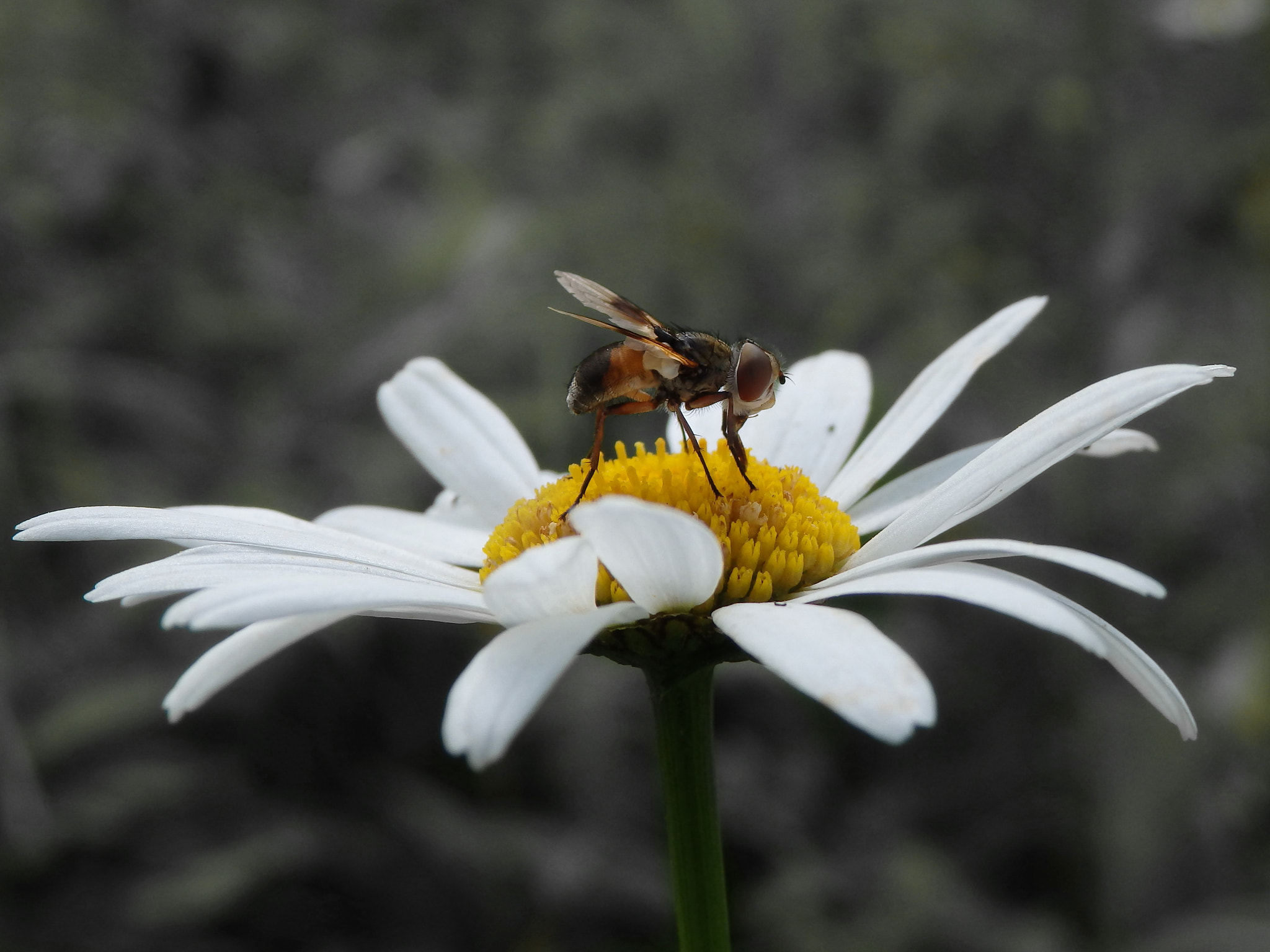 Olympus SH-50 sample photo. Fly photography