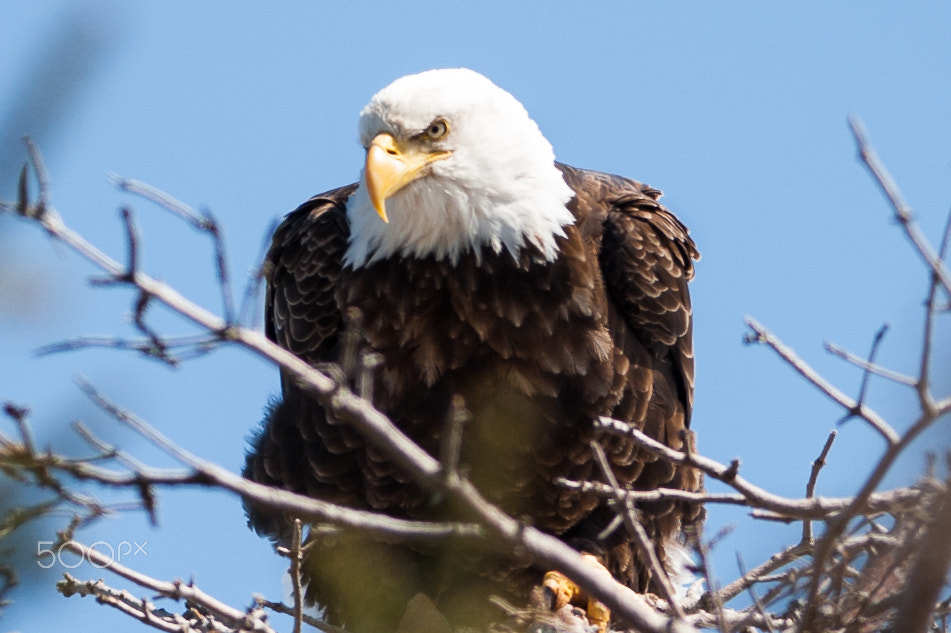 Nikon AF-S Nikkor 300mm F2.8G ED VR II sample photo. Mature bald eagle photography