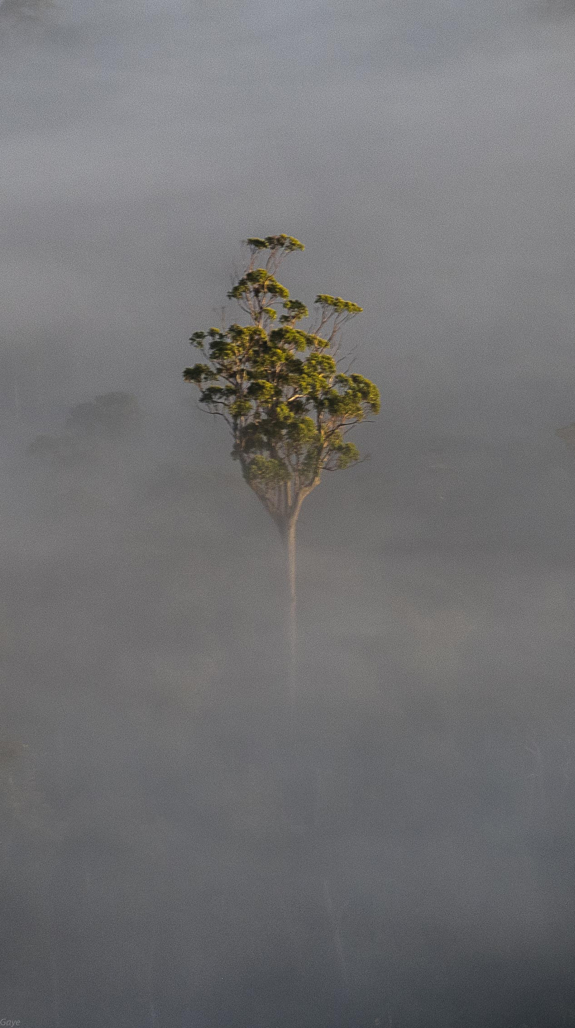 Panasonic Lumix G X Vario 35-100mm F2.8 OIS sample photo. Emerging from the mist photography