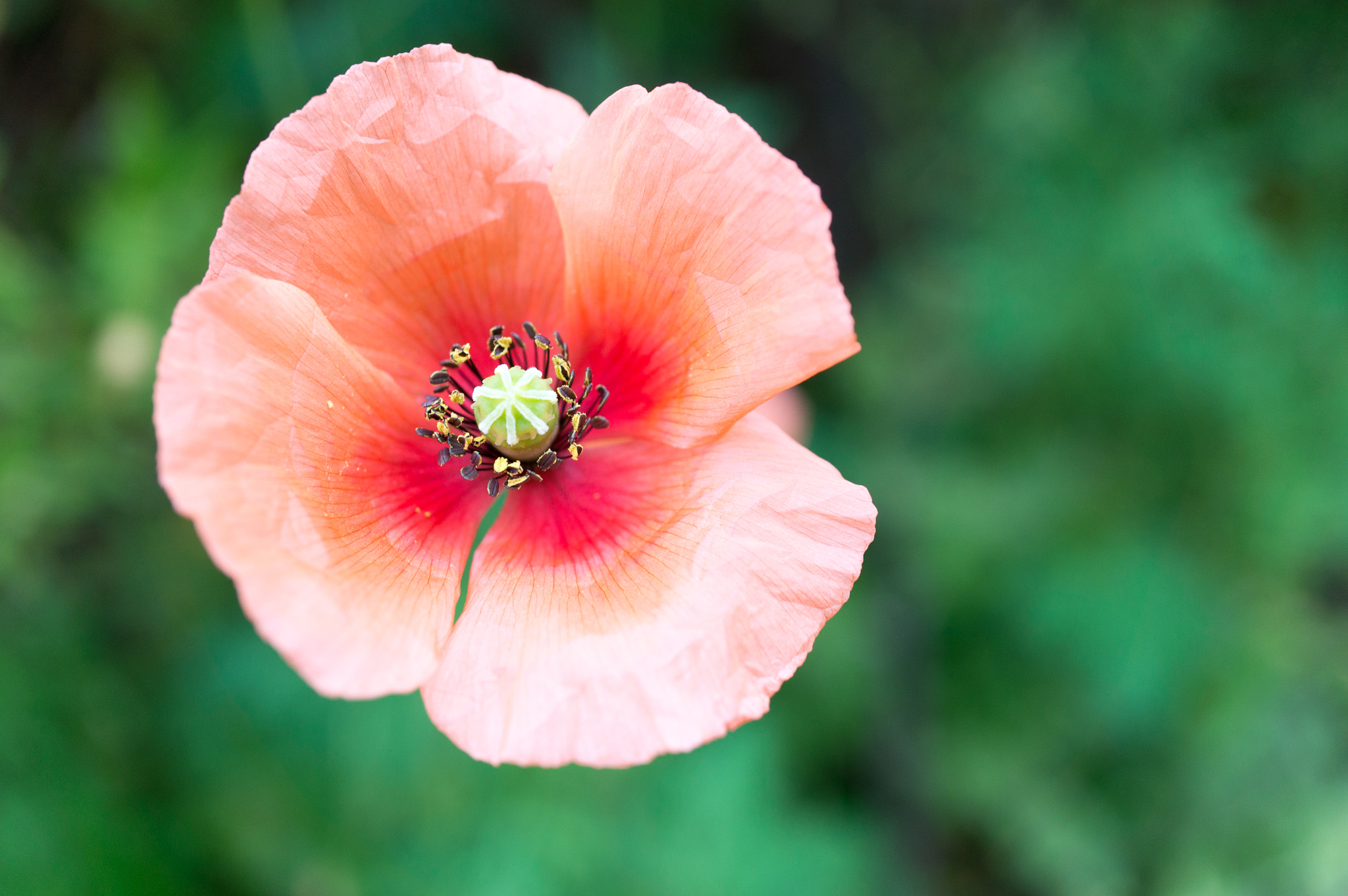 Sony Alpha NEX-5T + Sony E 30mm F3.5 Macro sample photo. Breath of spring photography