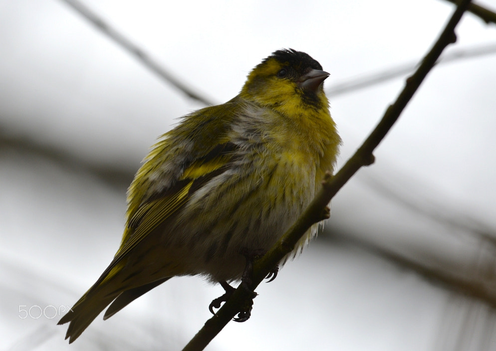 Nikon AF-S Nikkor 400mm F2.8G ED VR II sample photo. Erlenzeisig – siskin - (carduelis spinus) photography