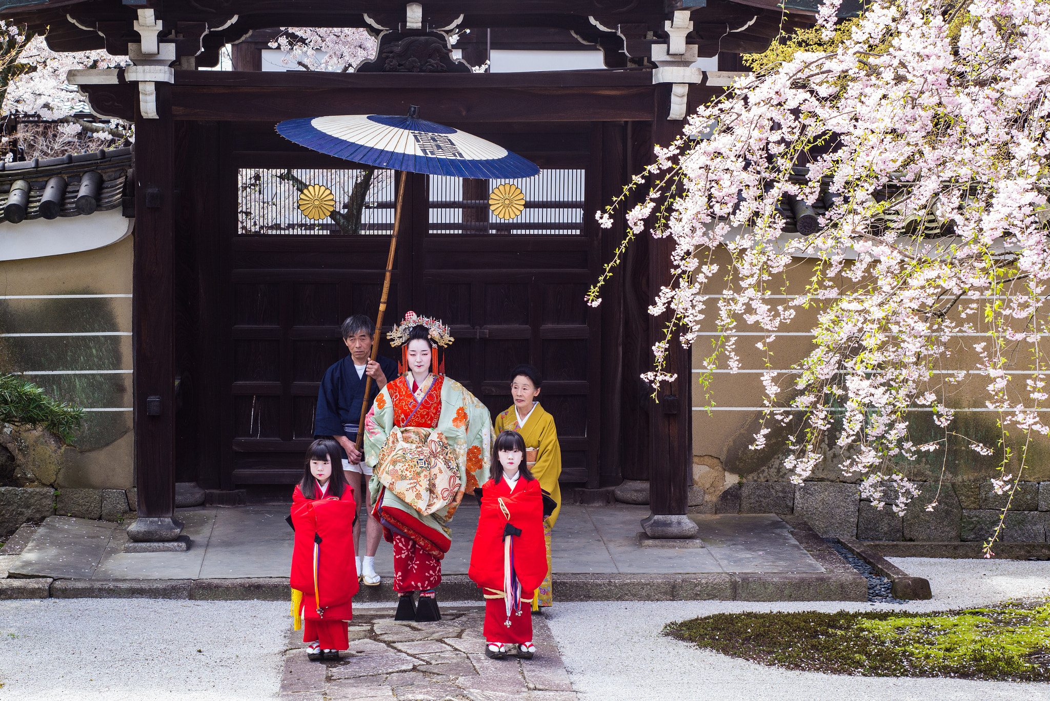 Leica APO-Summicron-M 75mm F2 ASPH sample photo. Kikukawa tayu and sakura photography