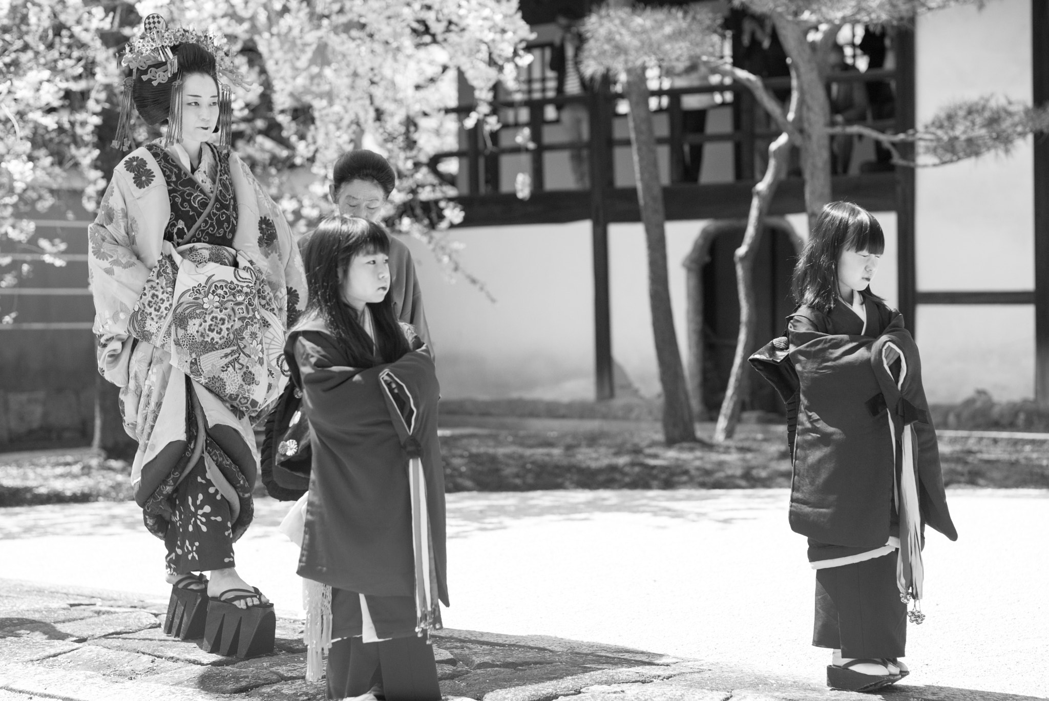 Leica APO-Summicron-M 75mm F2 ASPH sample photo. Kikukawa tayu and sakura photography