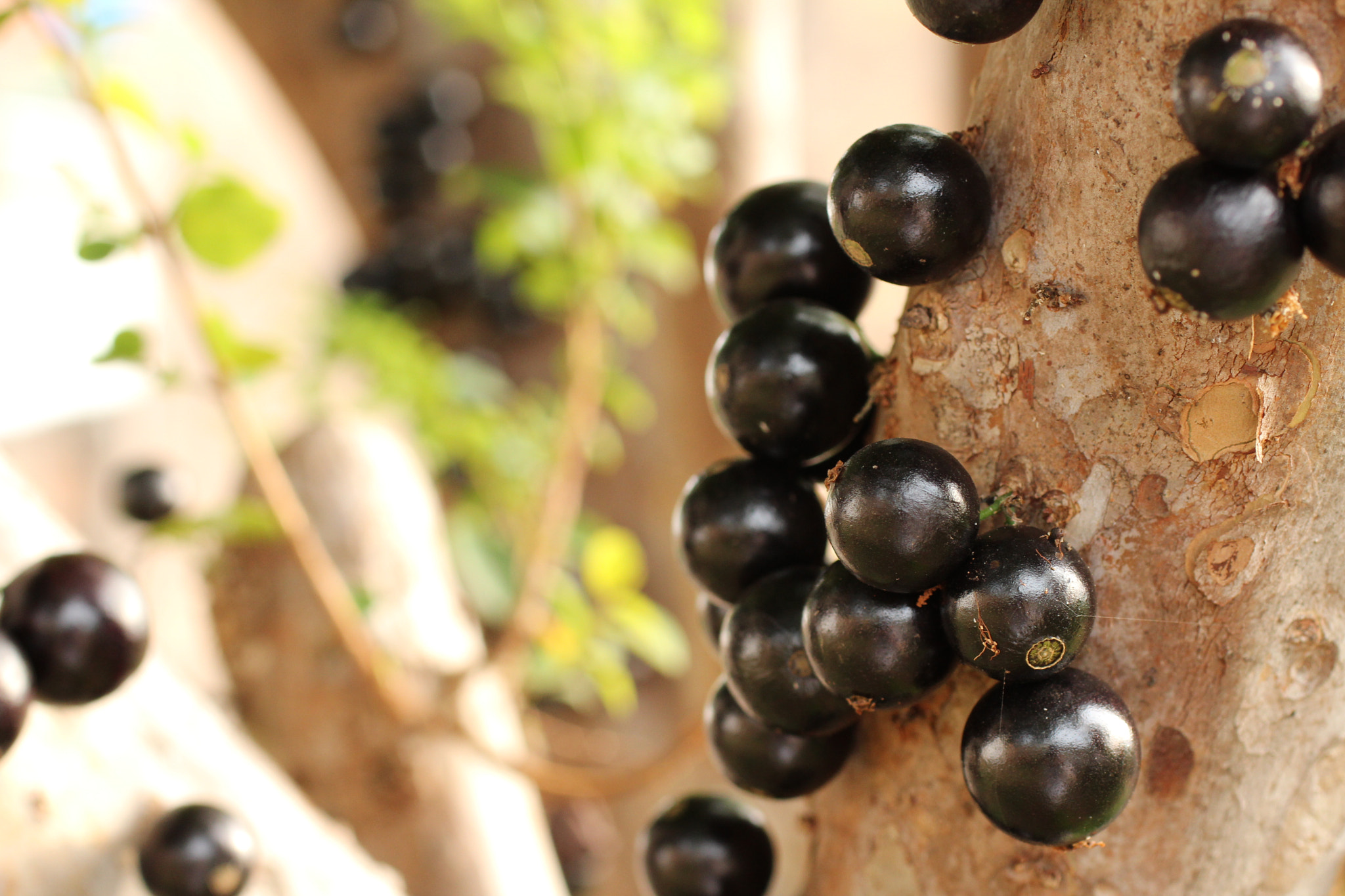 Canon EF 50mm F2.5 Macro sample photo. A jaboticabeira photography