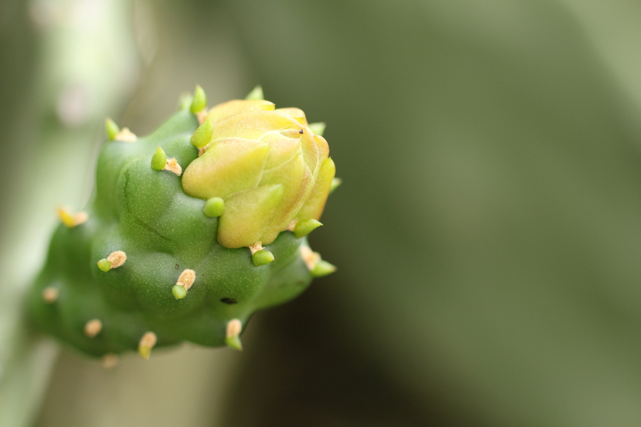 Canon EF 50mm F2.5 Macro sample photo. Alien photography