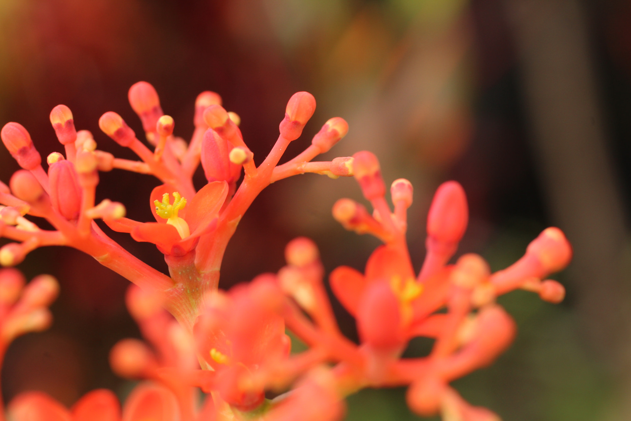 Canon EF 50mm F2.5 Macro sample photo. Profusão photography