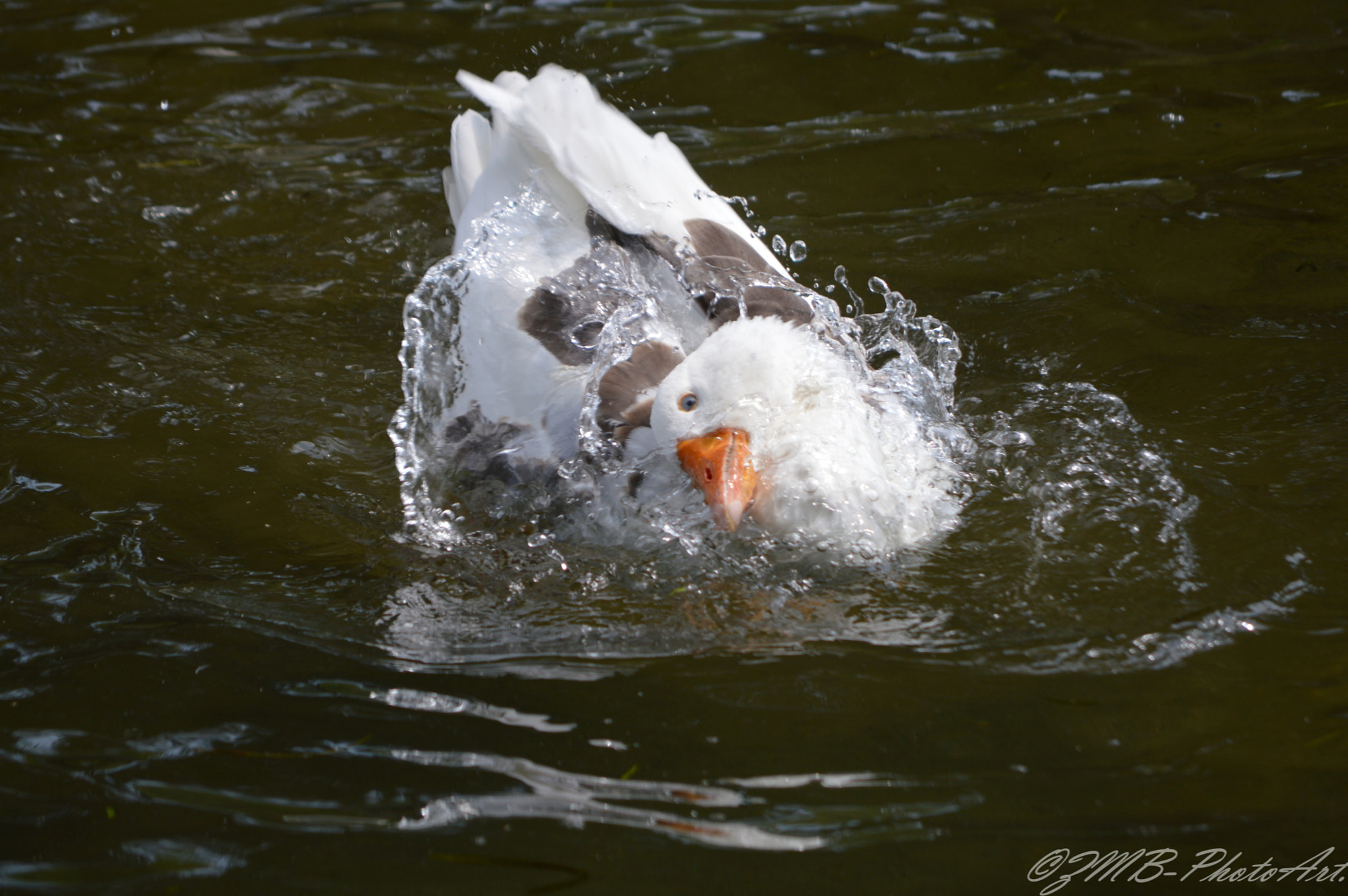55 200 4 5.6 sample photo. Splish splash. photography