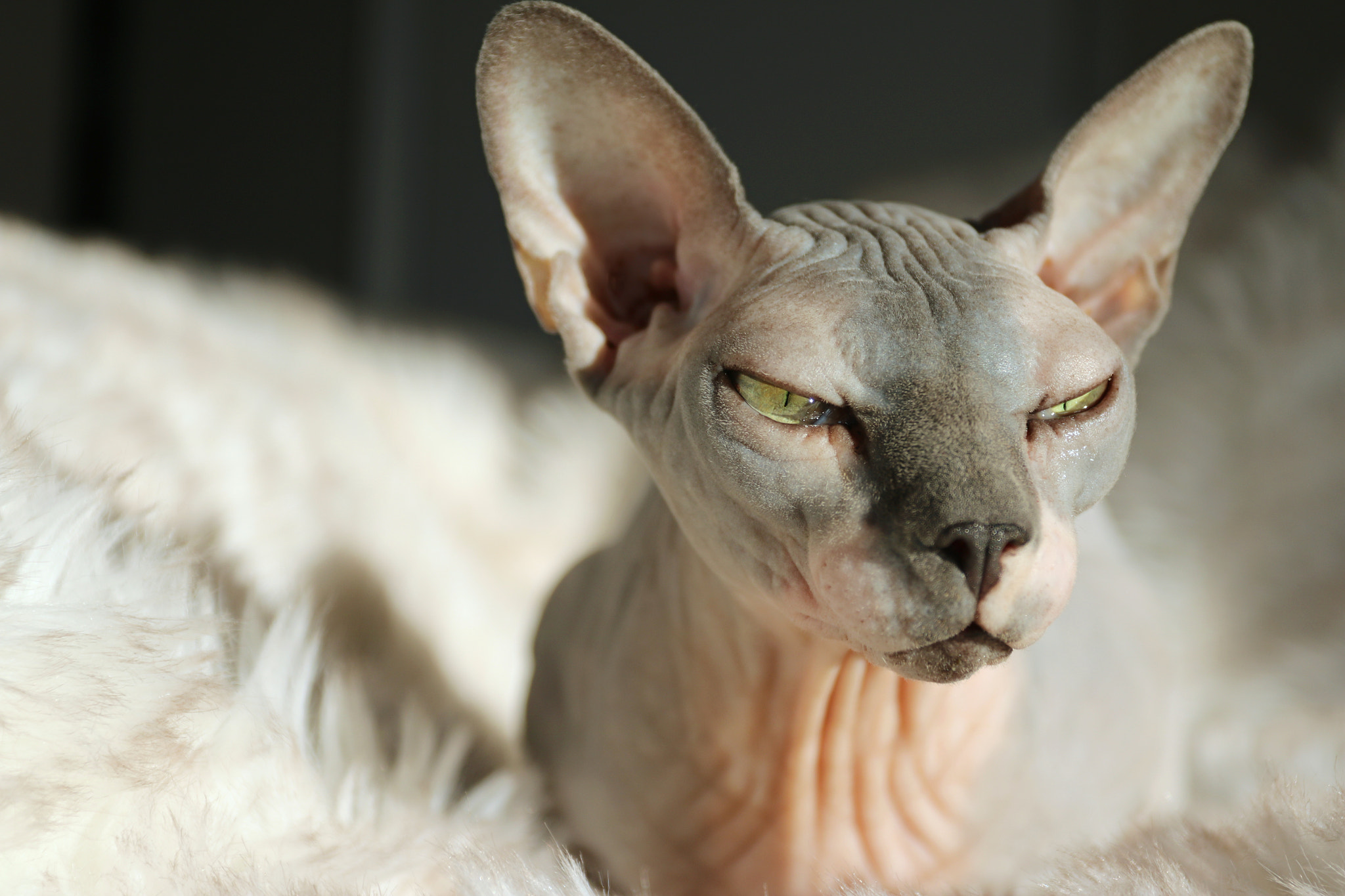 Canon EOS 760D (EOS Rebel T6s / EOS 8000D) + Canon EF 17-40mm F4L USM sample photo. Sphynx bust photography