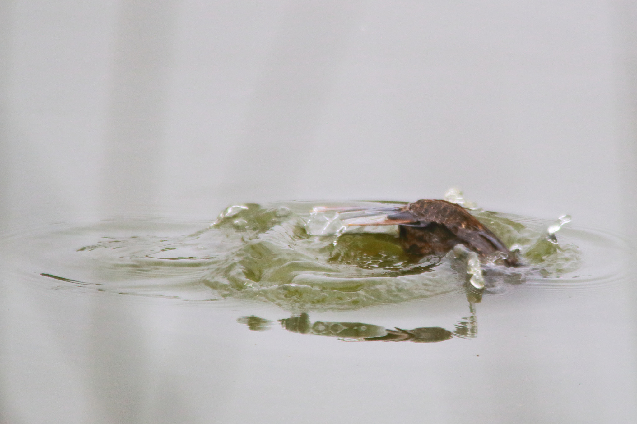 Sigma 150-500mm F5-6.3 DG OS HSM sample photo. Zambullida photography
