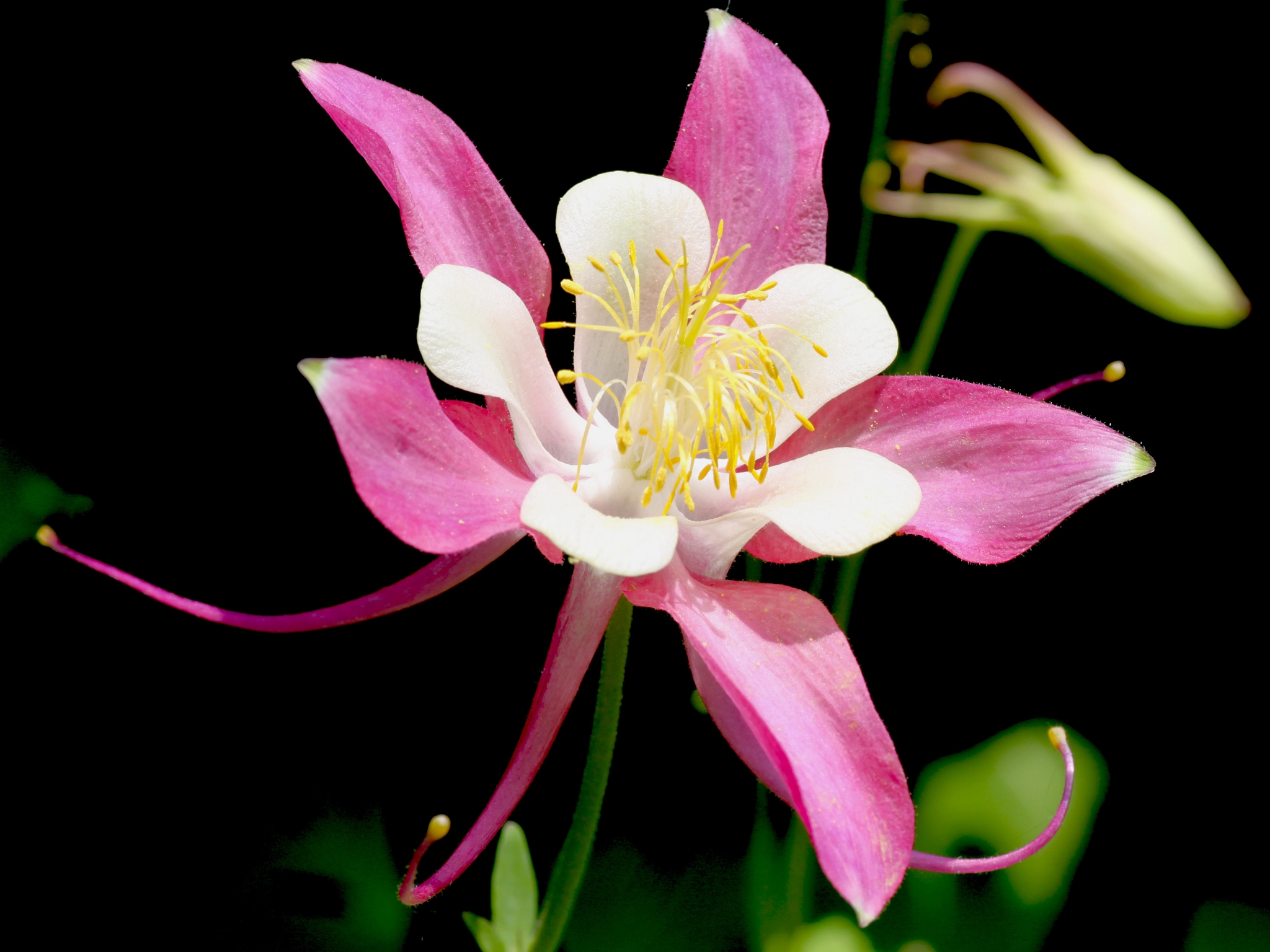 Canon EOS 50D + Tamron SP AF 90mm F2.8 Di Macro sample photo. Aquilegia（セイヨウオダマキ） photography