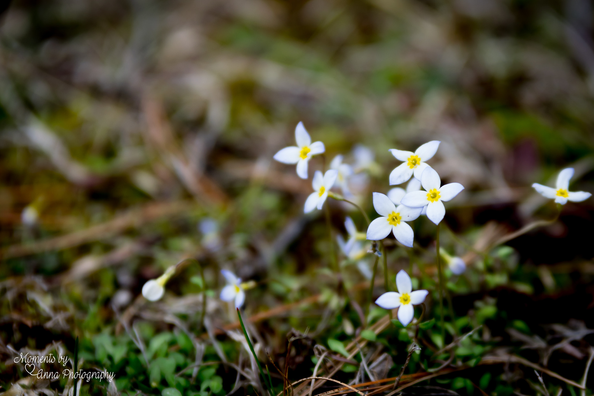 Sigma 70-200mm F2.8 EX DG OS HSM sample photo. A little bit of spring photography