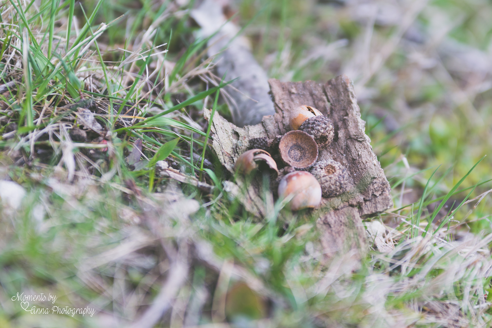 Sigma 70-200mm F2.8 EX DG OS HSM sample photo. Nature love photography