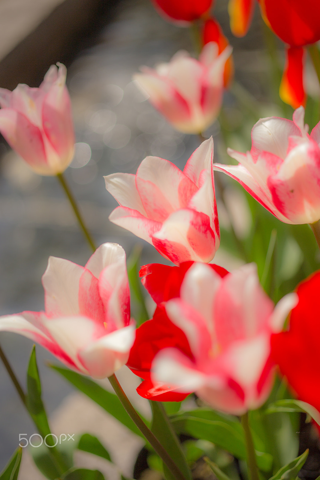 ZEISS Makro-Planar T* 50mm F2 sample photo. Tulips bloom at station photography