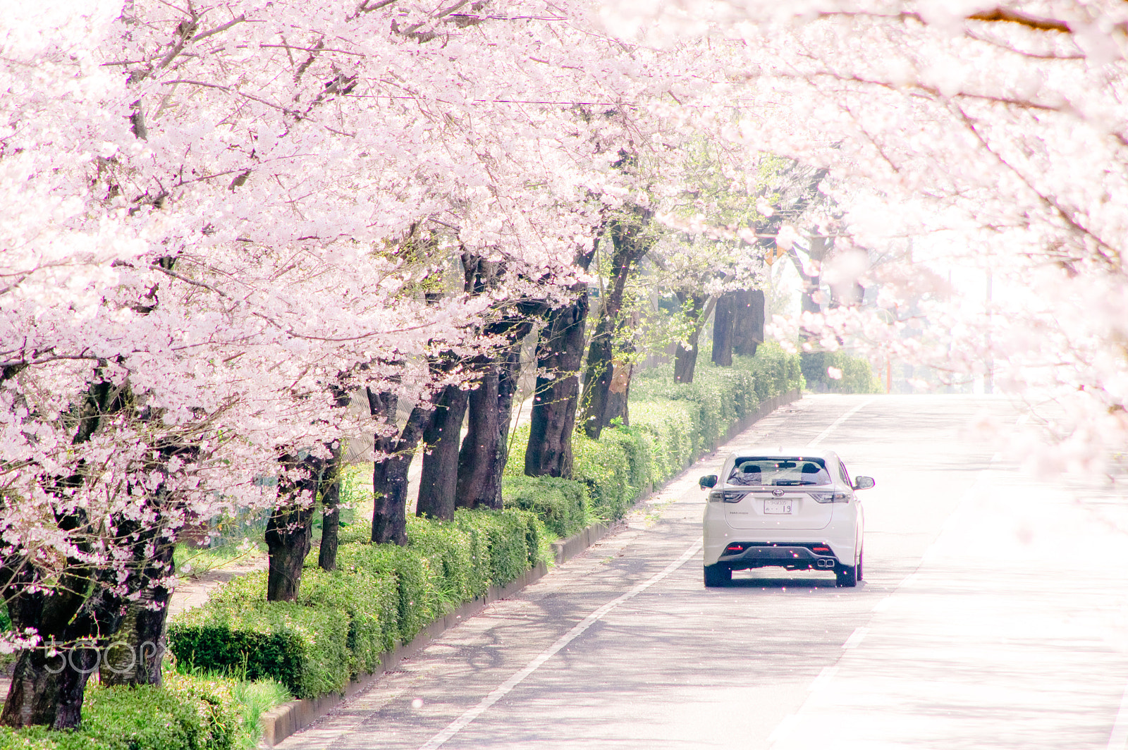HD Pentax DA 55-300mm F4.0-5.8 ED WR sample photo. Soft light photography