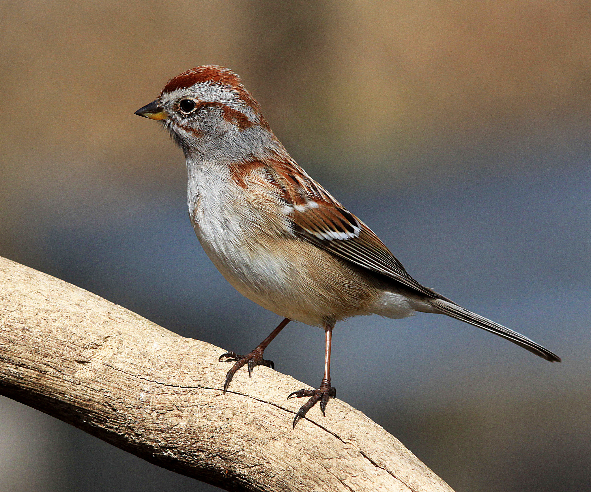 Sigma 150-500mm F5-6.3 DG OS HSM sample photo. Sparrow on log photography