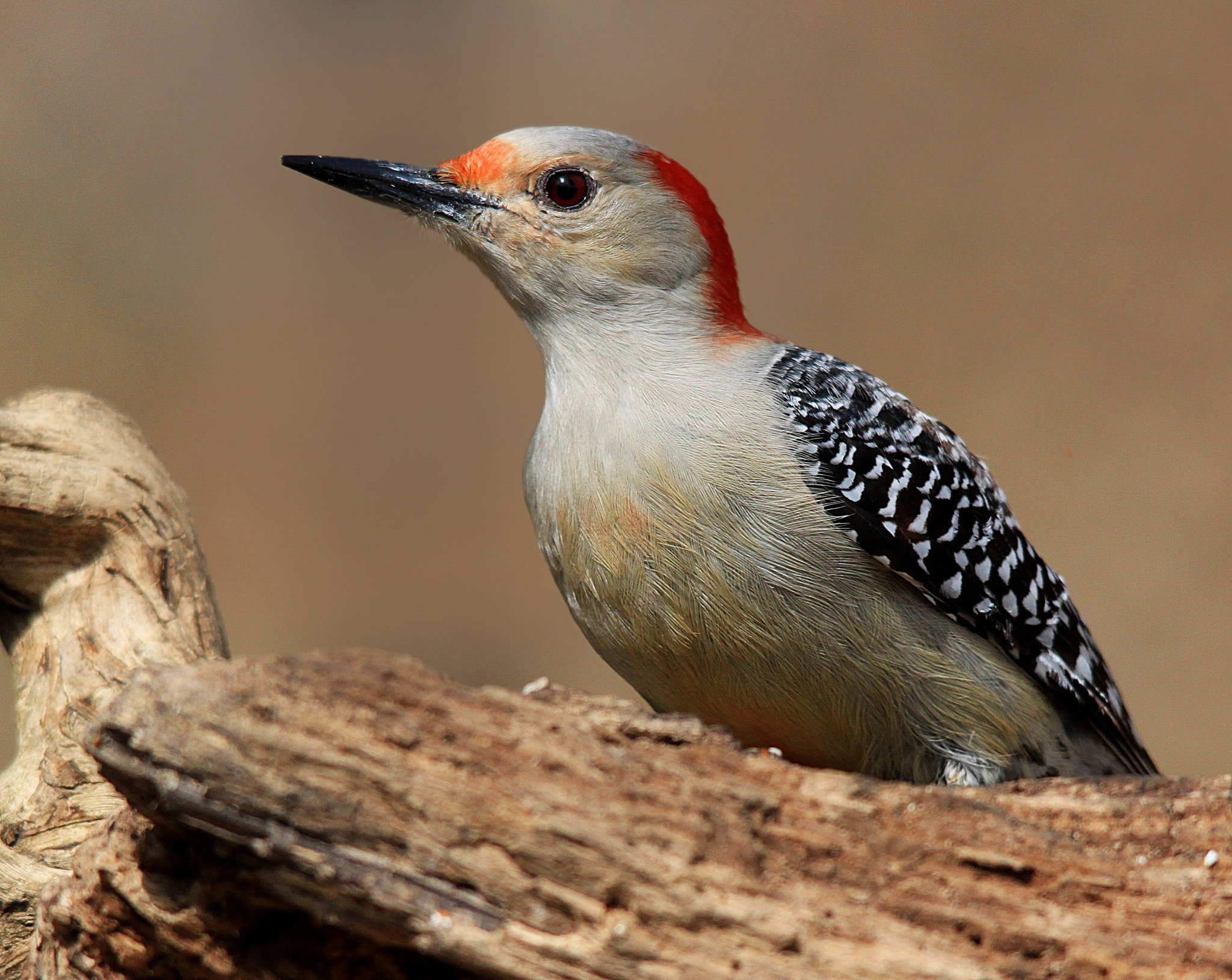 Sigma 150-500mm F5-6.3 DG OS HSM sample photo. Female woodpecker photography