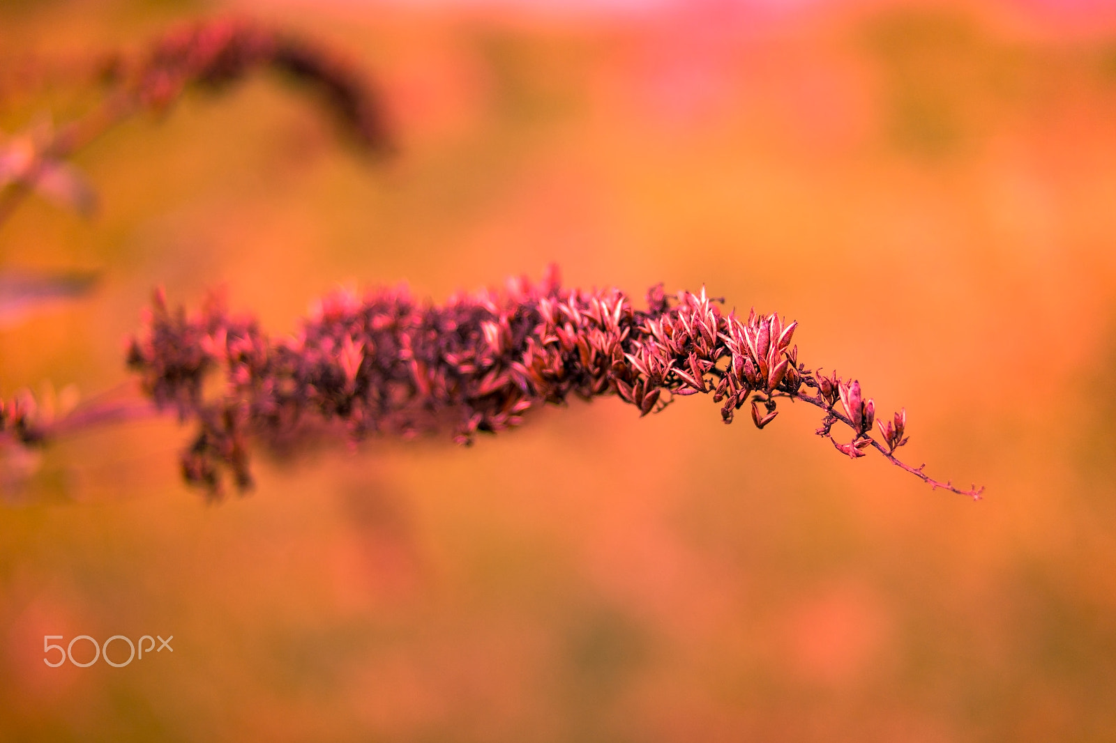 Samsung NX30 + Samsung NX 45mm F1.8 sample photo. Out of focus photography