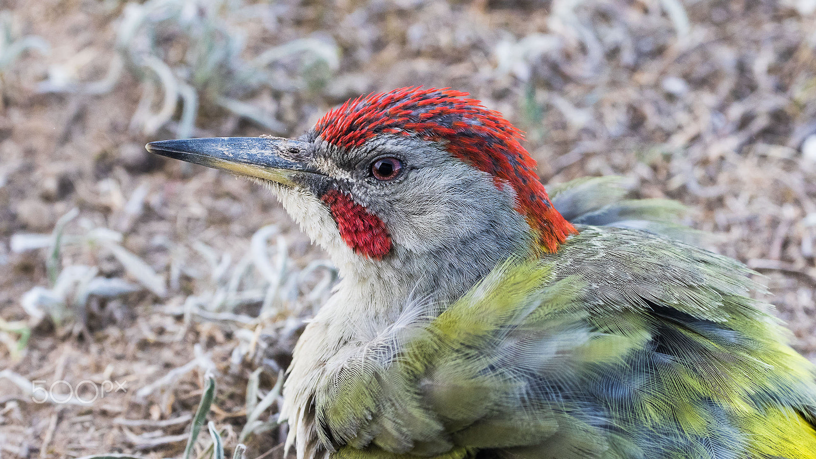 Canon EF 200-400mm F4L IS USM Extender 1.4x sample photo. Green woodpecker portrait photography