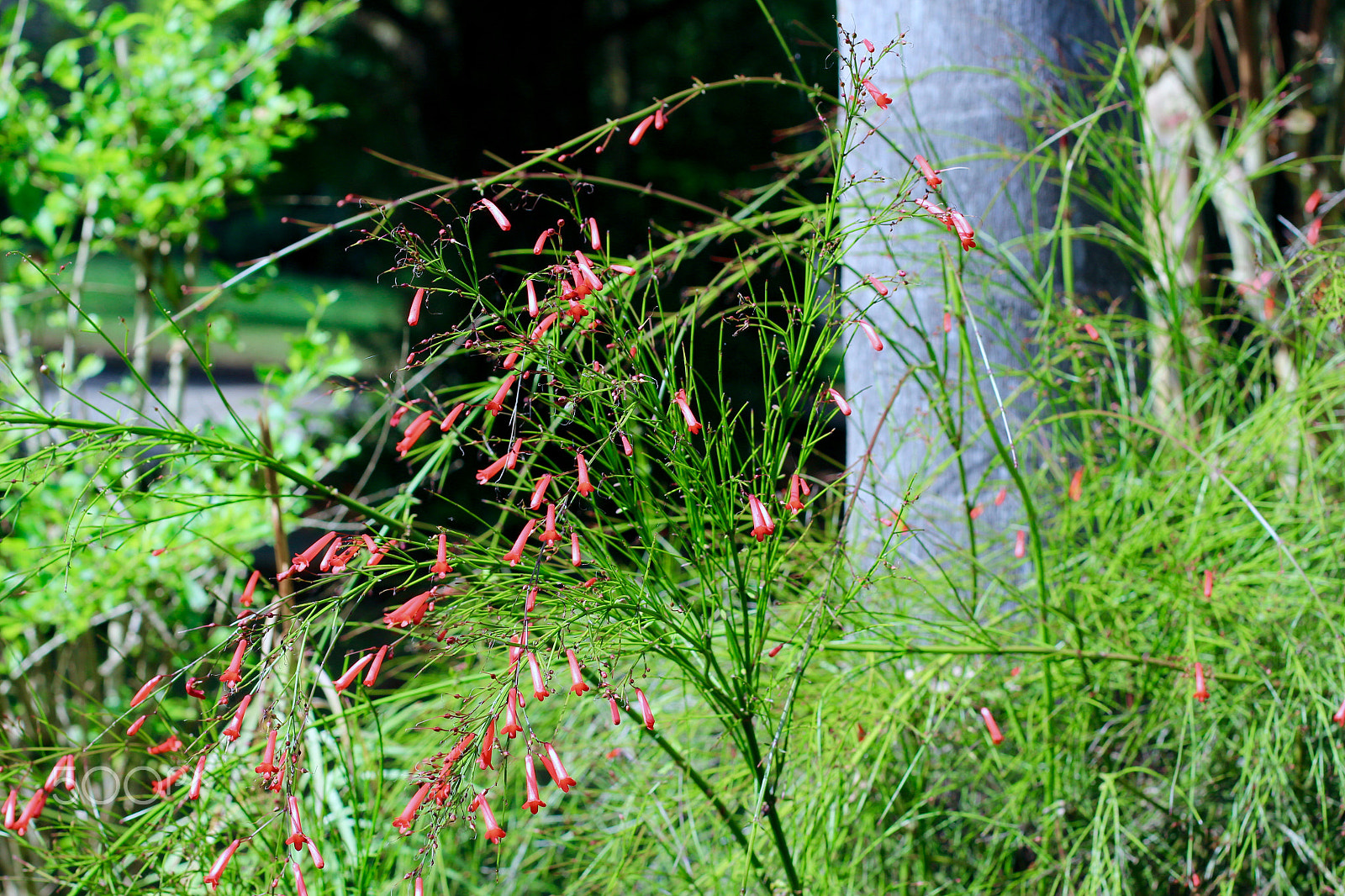 Canon EOS 700D (EOS Rebel T5i / EOS Kiss X7i) + Canon EF 50mm F1.4 USM sample photo. Small red flowers... photography