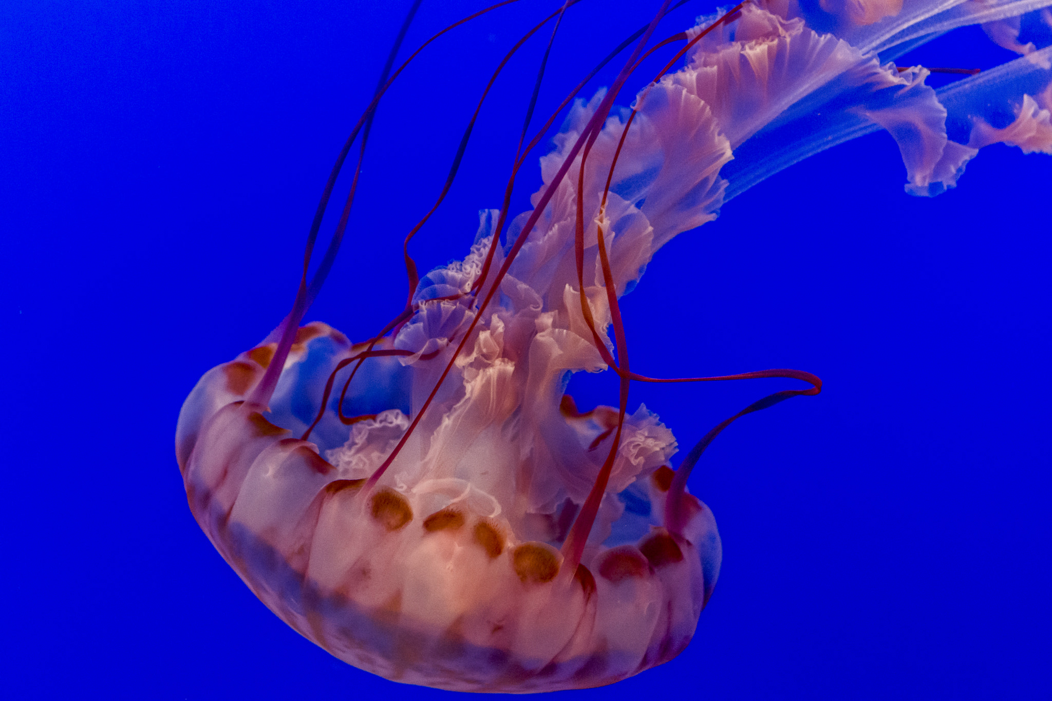 Nikon D7100 + Tamron SP 35mm F1.8 Di VC USD sample photo. Jellyfish photography