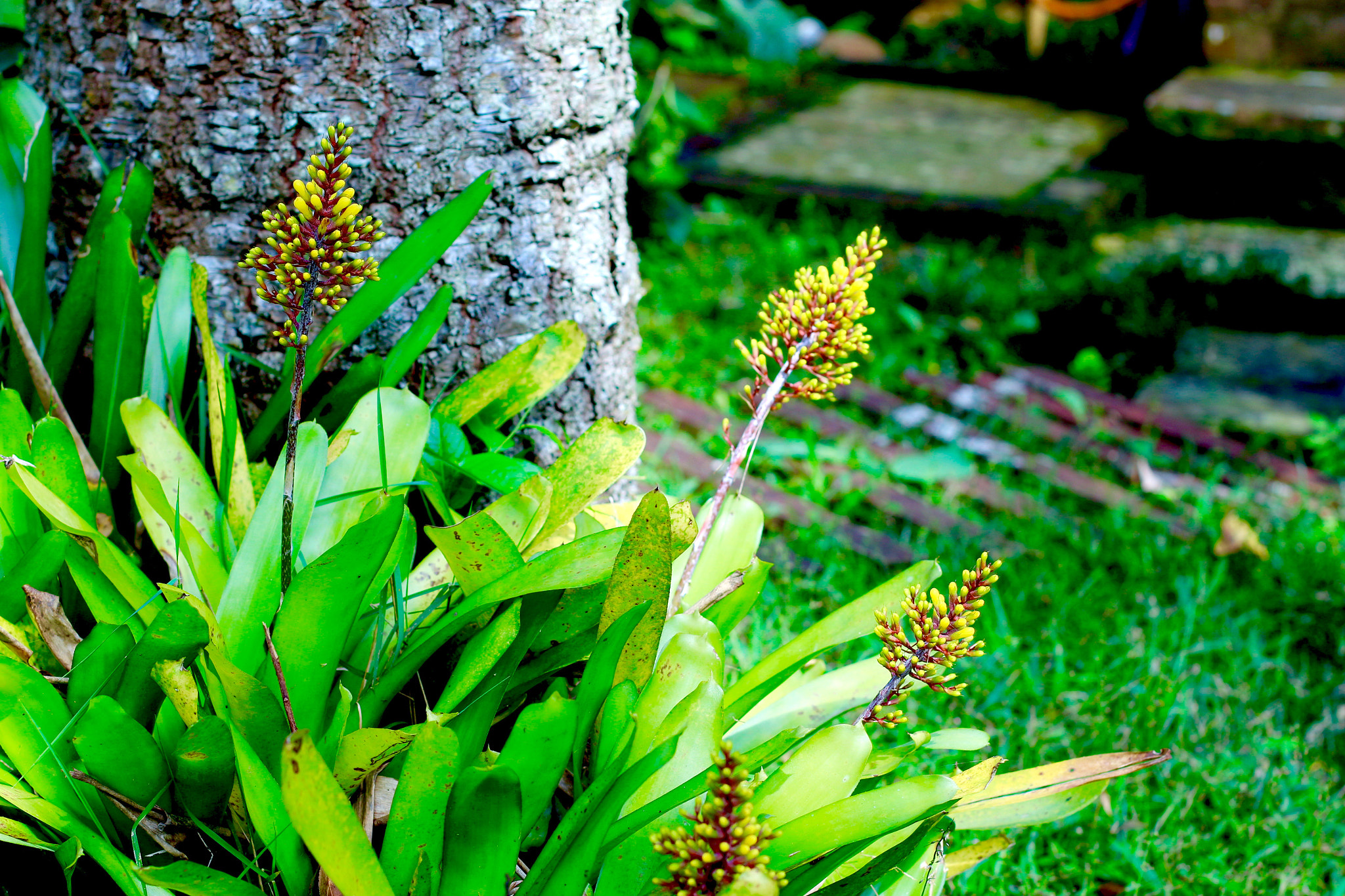 Canon EOS 700D (EOS Rebel T5i / EOS Kiss X7i) + Canon EF 50mm F1.4 USM sample photo. Bromeliad time photography