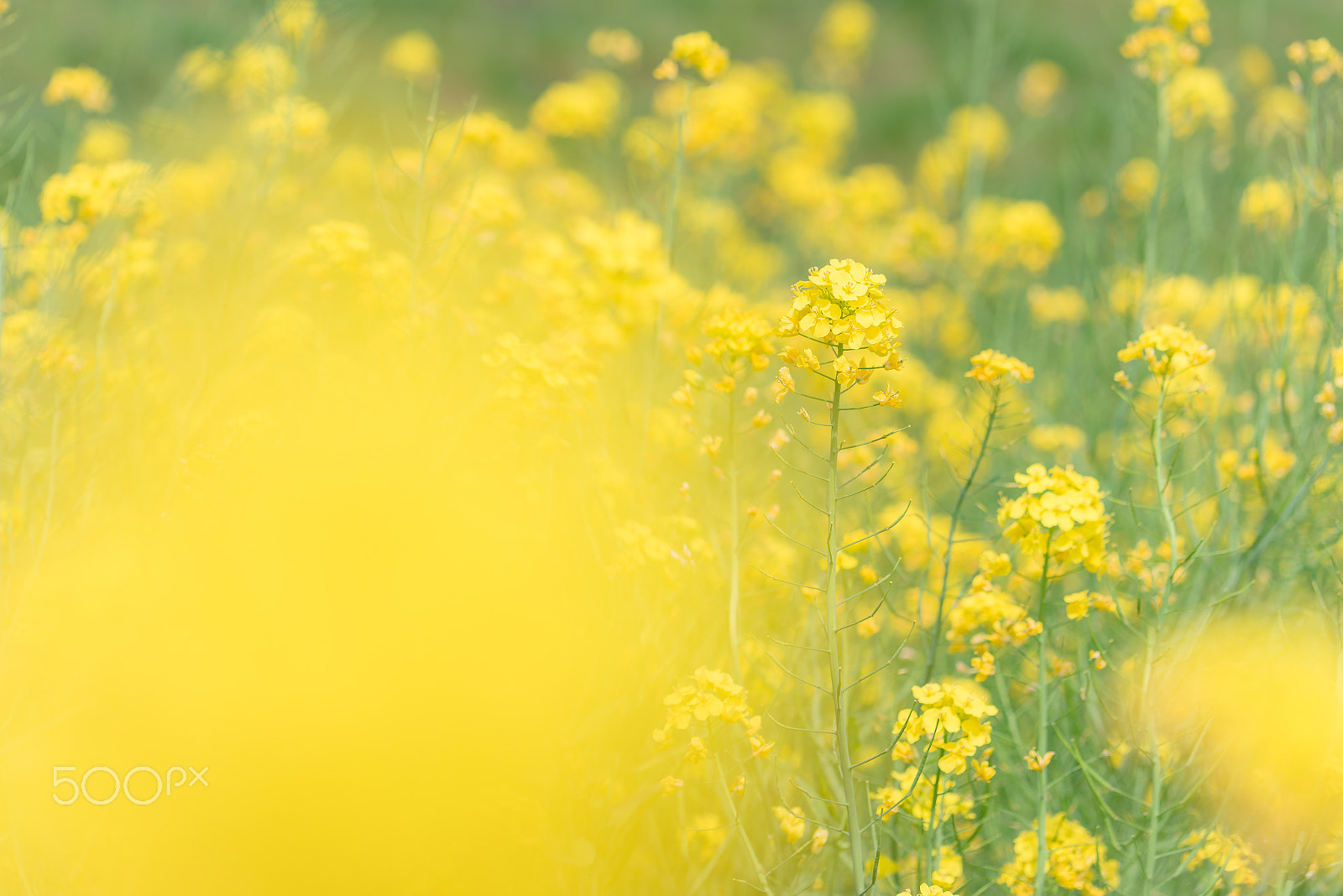 Nikon D600 sample photo. Garden photography