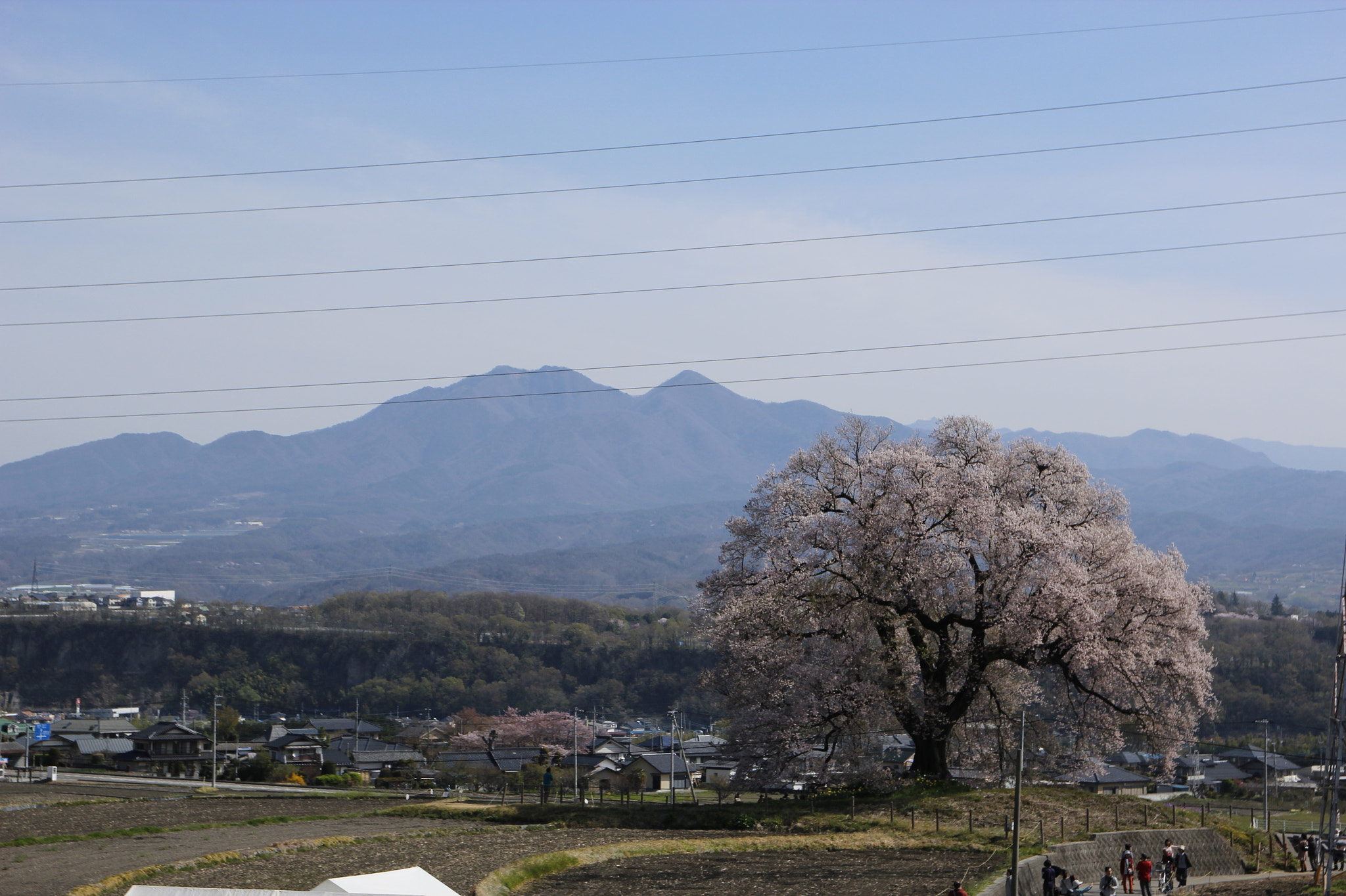 Canon EOS 600D (Rebel EOS T3i / EOS Kiss X5) + Canon EF 500mm F4L IS USM sample photo. Cherry blossom photography