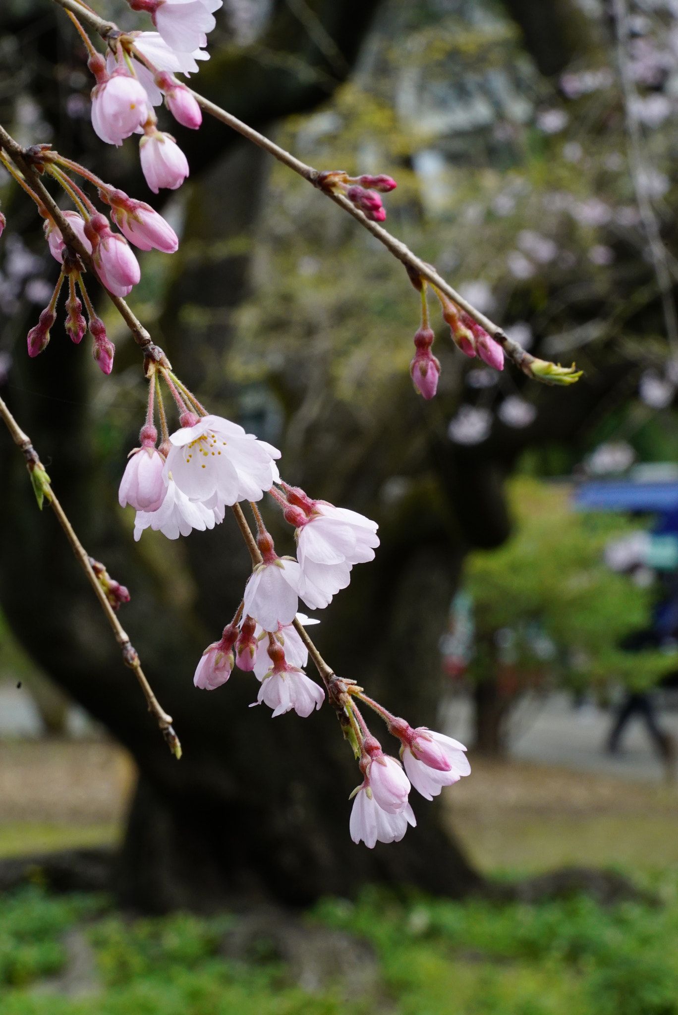 Sony a7S + Sony FE 90mm F2.8 Macro G OSS sample photo. A weeping cherry tree photography