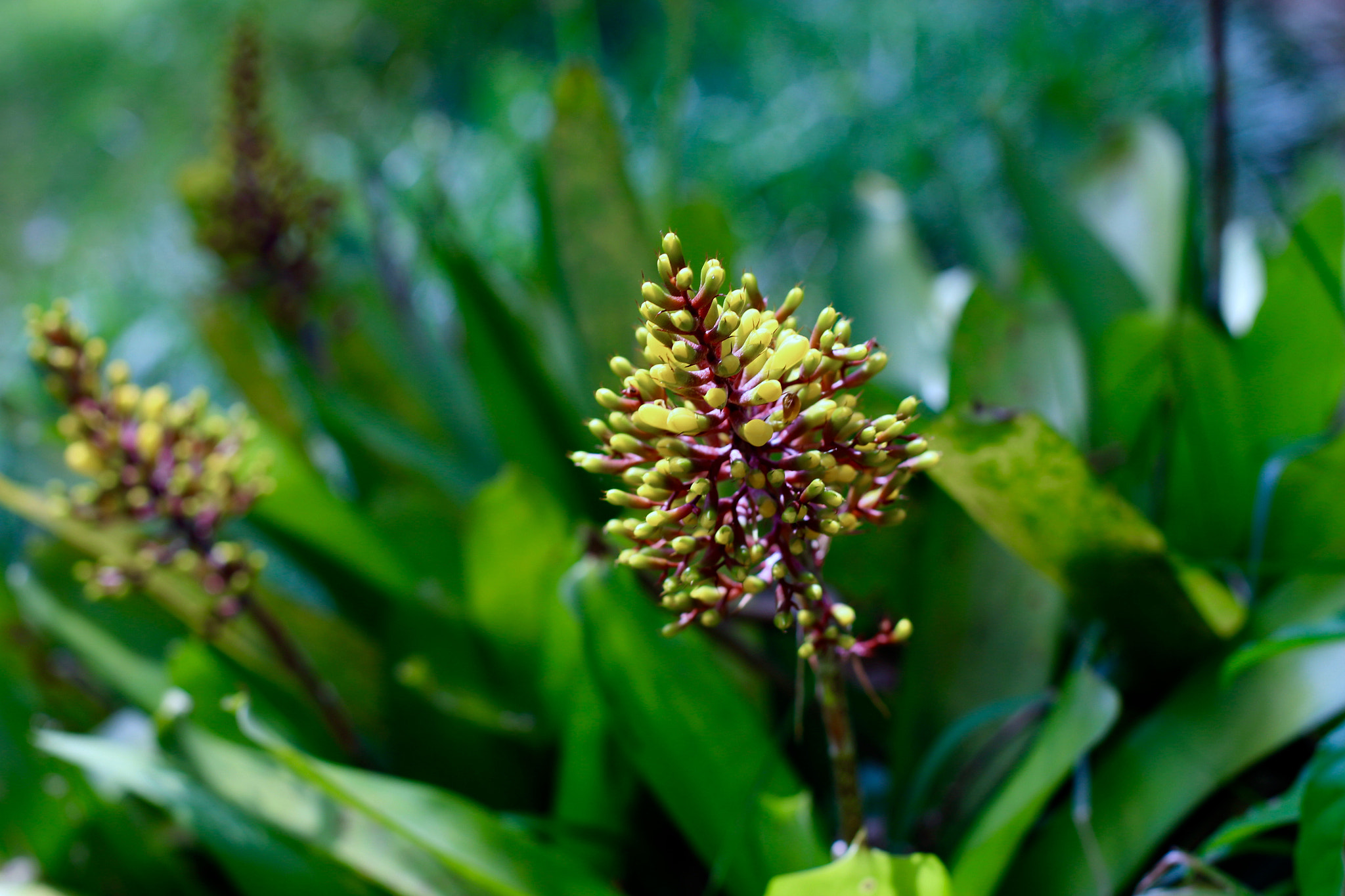 Canon EOS 700D (EOS Rebel T5i / EOS Kiss X7i) + Canon EF 50mm F1.4 USM sample photo. Simple flower photography