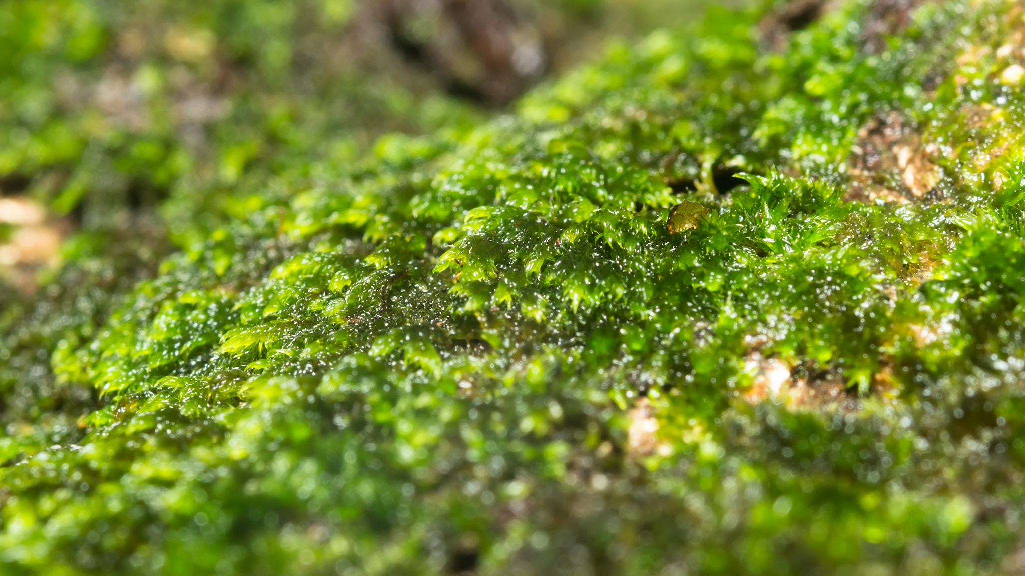Nikon AF-S Micro-Nikkor 60mm F2.8G ED sample photo. Moss photography