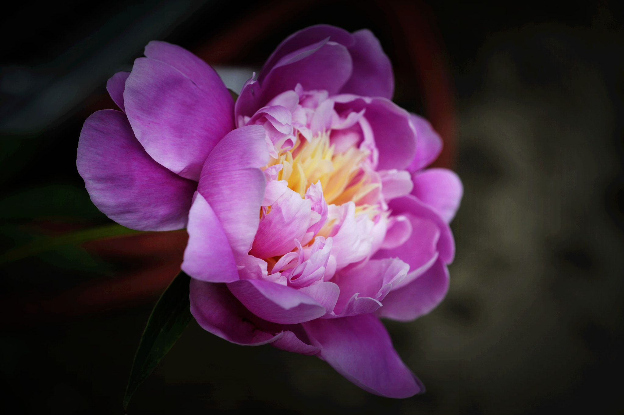 Nikon D3 + Nikon AF Micro-Nikkor 60mm F2.8D sample photo