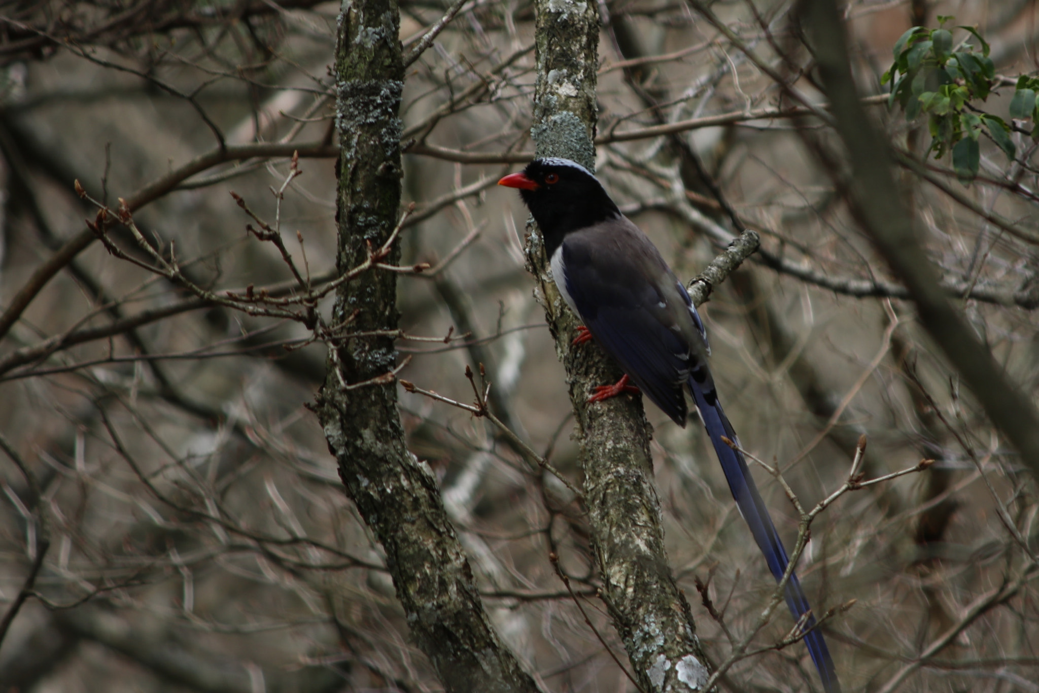 Canon EF-S 55-250mm F4-5.6 IS II sample photo