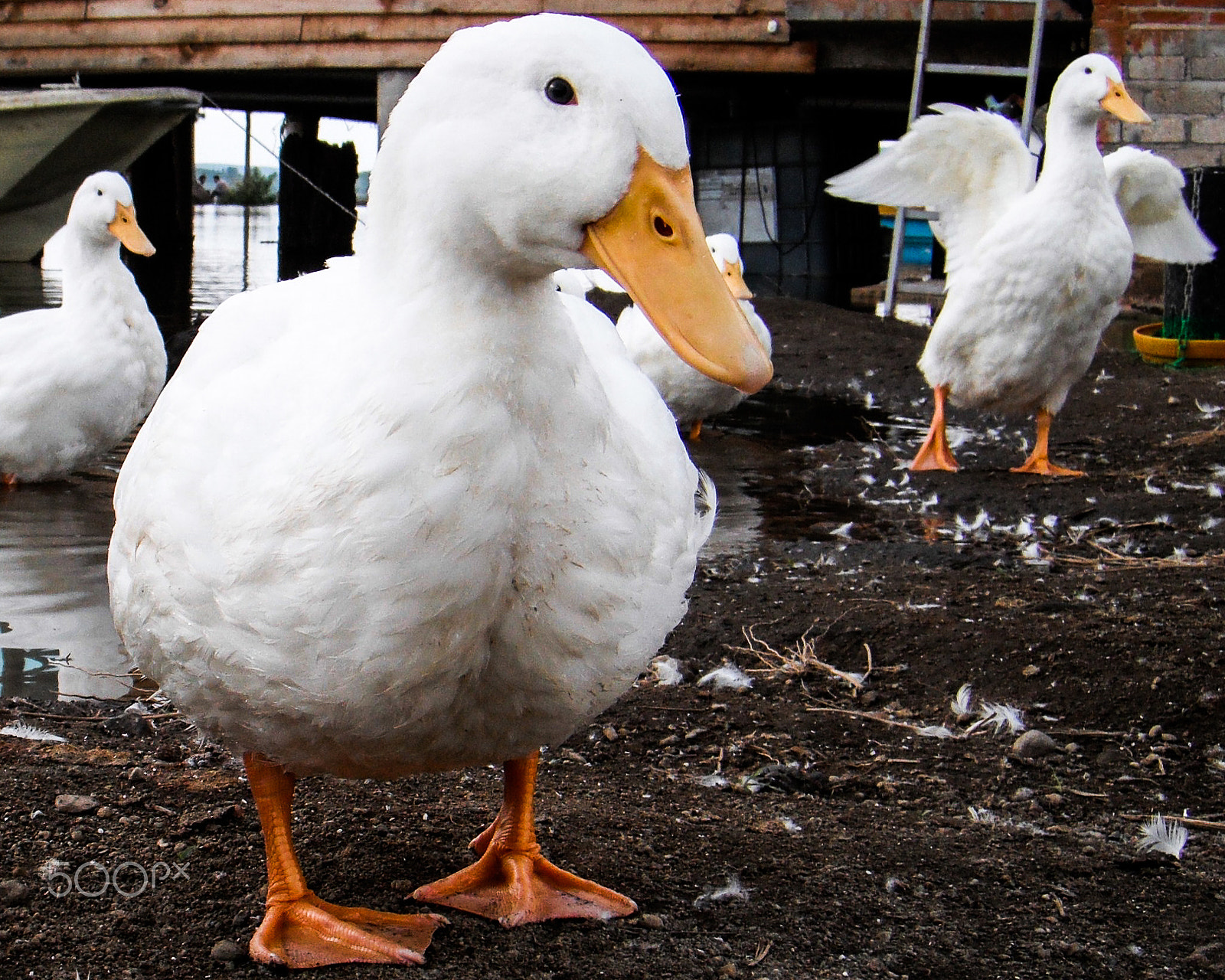 FujiFilm FinePix Z70 (FinePix Z71) sample photo. Duck looking at me photography