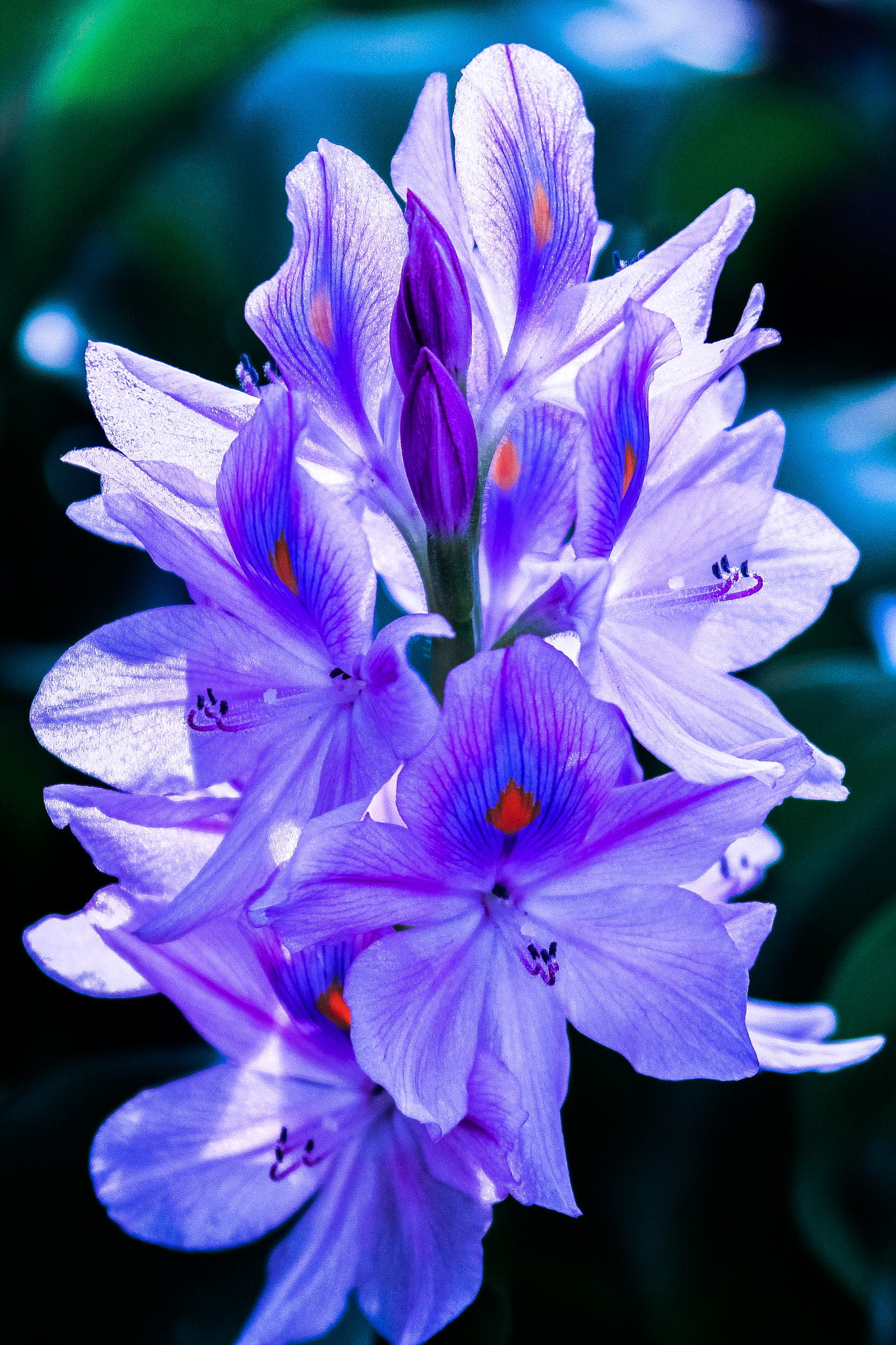 Canon EF 28-105mm f/3.5-4.5 USM sample photo. Jacynthe photography