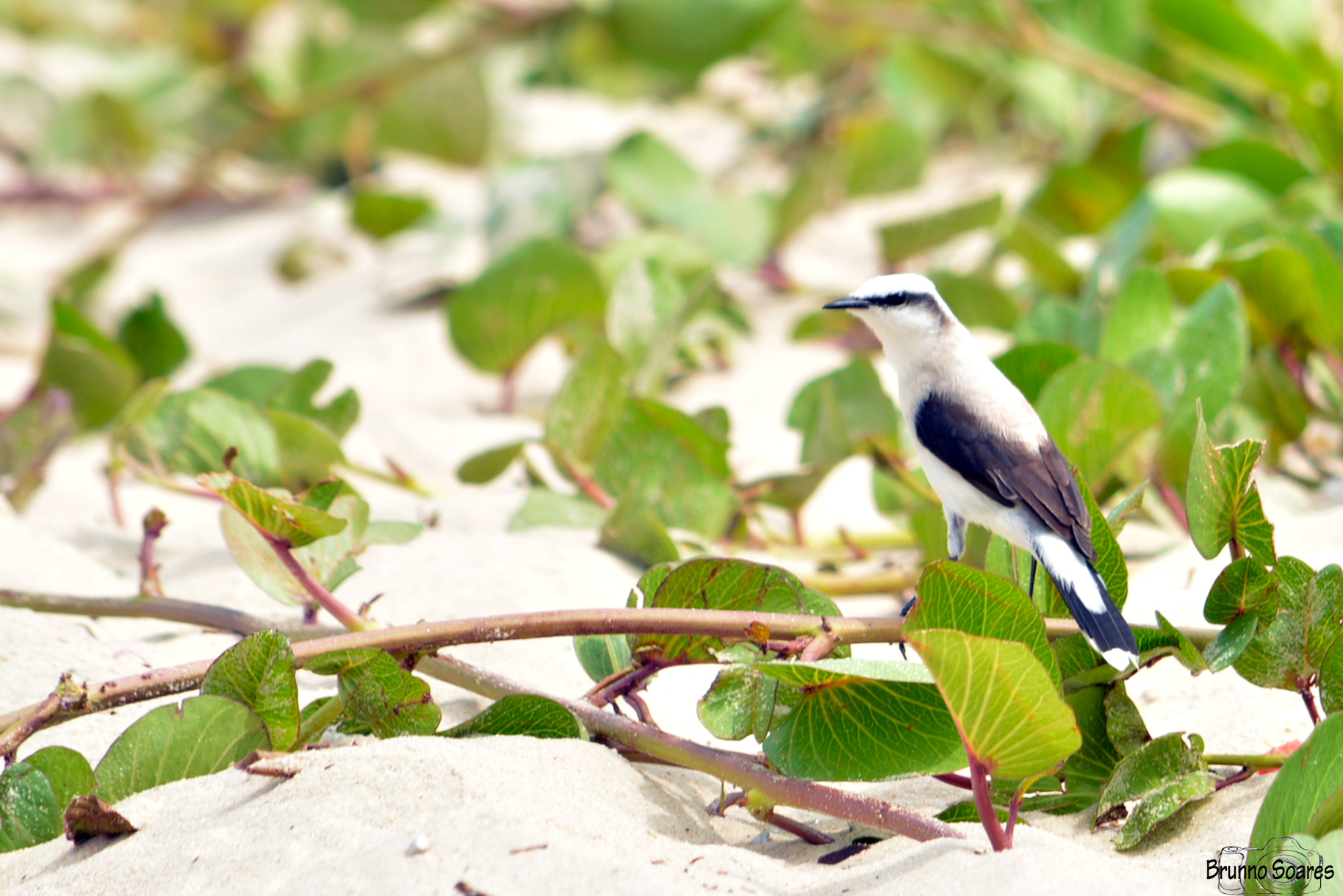 Nikon D5200 + Nikon AF Nikkor 28mm F2.8D sample photo. The bird. photography