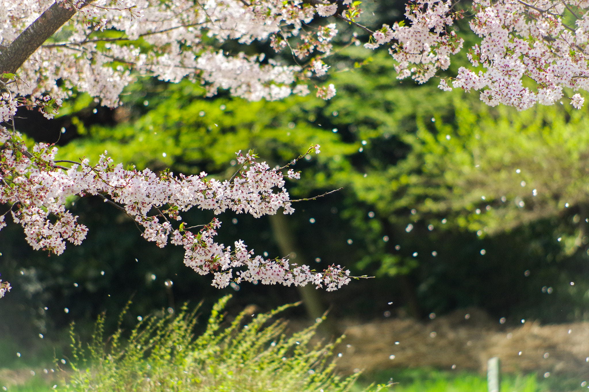 smc PENTAX-DA L 55-300mm F4-5.8 ED sample photo. 花舞 photography