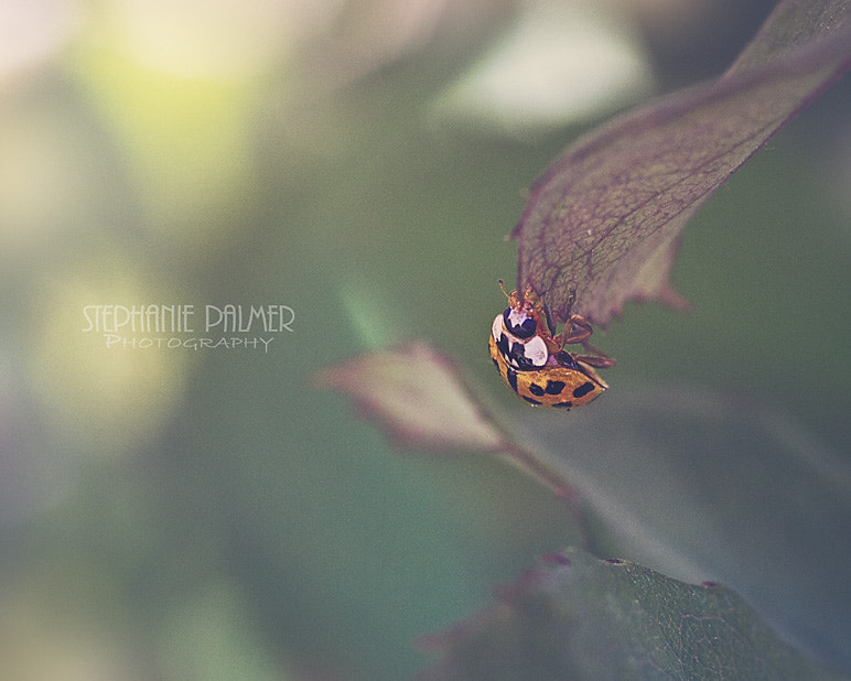 Canon EOS 7D + Sigma 105mm F2.8 EX DG Macro sample photo. Living on the edge photography