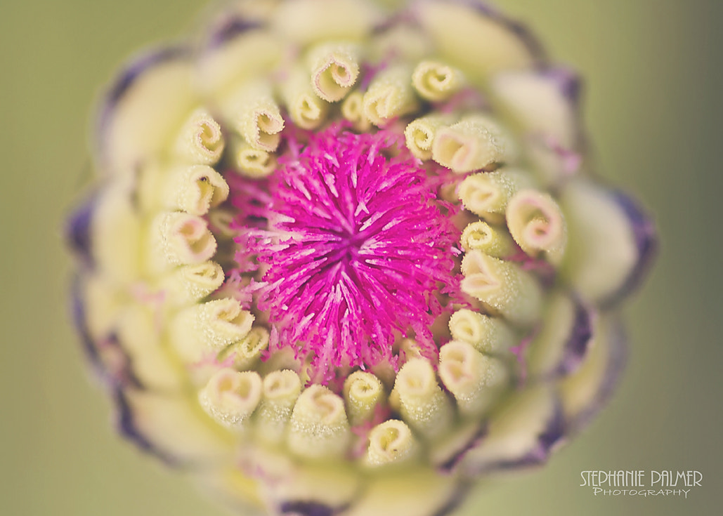 Canon EOS 7D + Sigma 105mm F2.8 EX DG Macro sample photo. Blossom photography