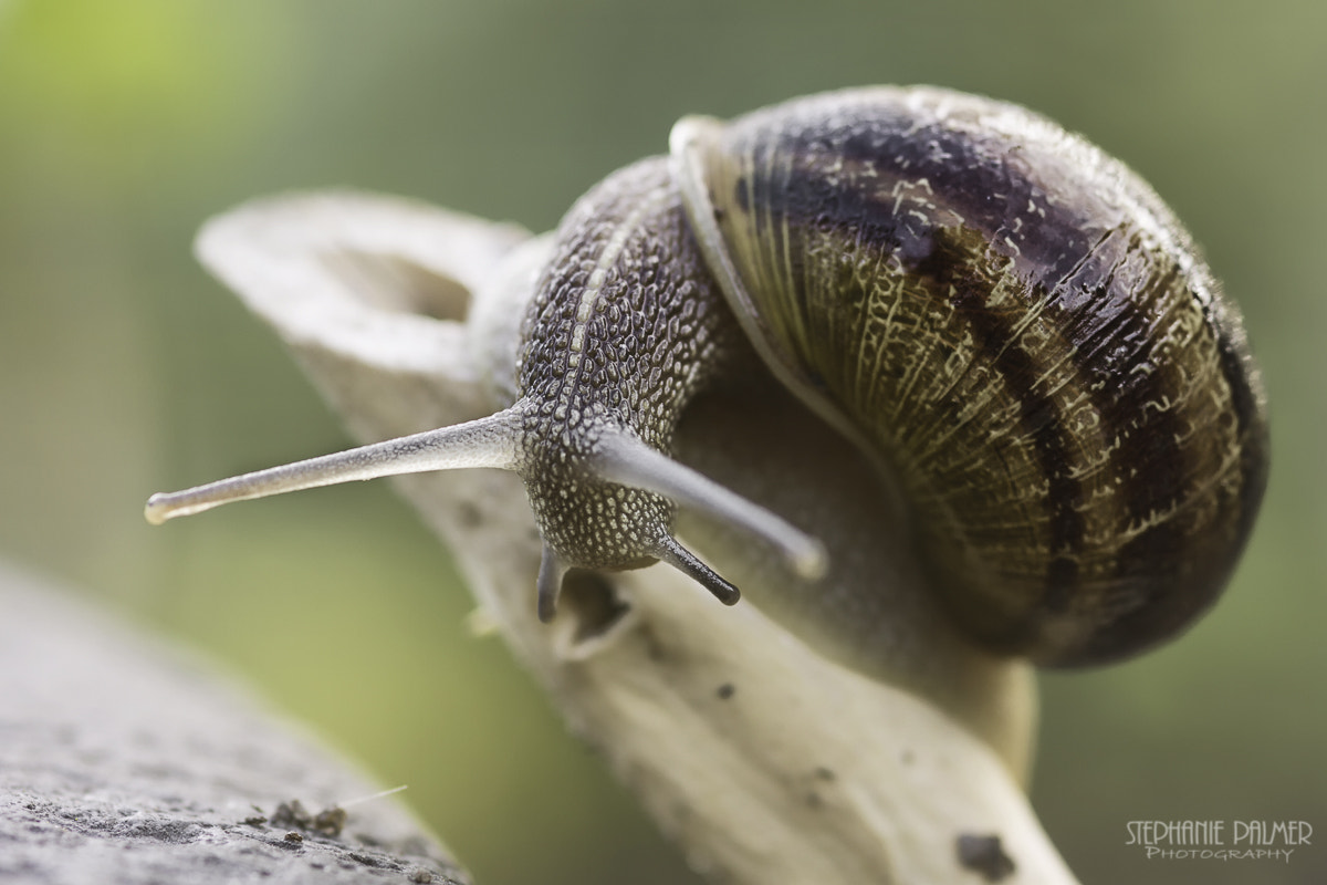Canon EOS 7D + Sigma 105mm F2.8 EX DG Macro sample photo. The climb photography