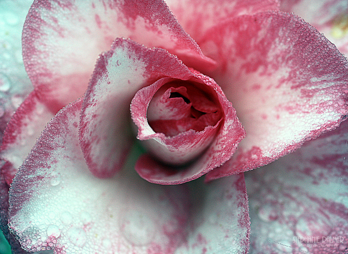 Sigma 105mm F2.8 EX DG Macro sample photo. Crystalline rose photography