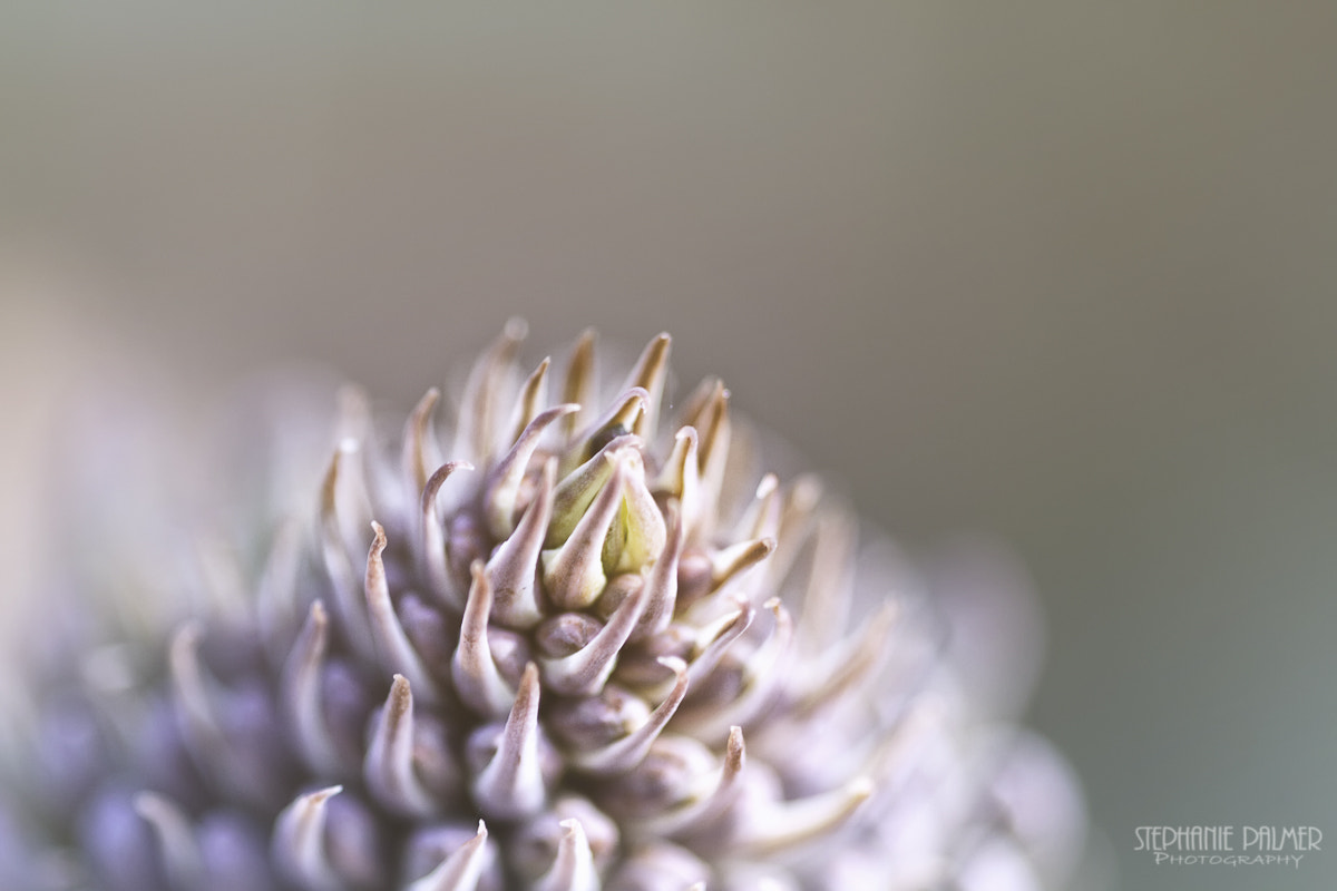 Canon EOS 7D + Sigma 105mm F2.8 EX DG Macro sample photo. Just the tip photography